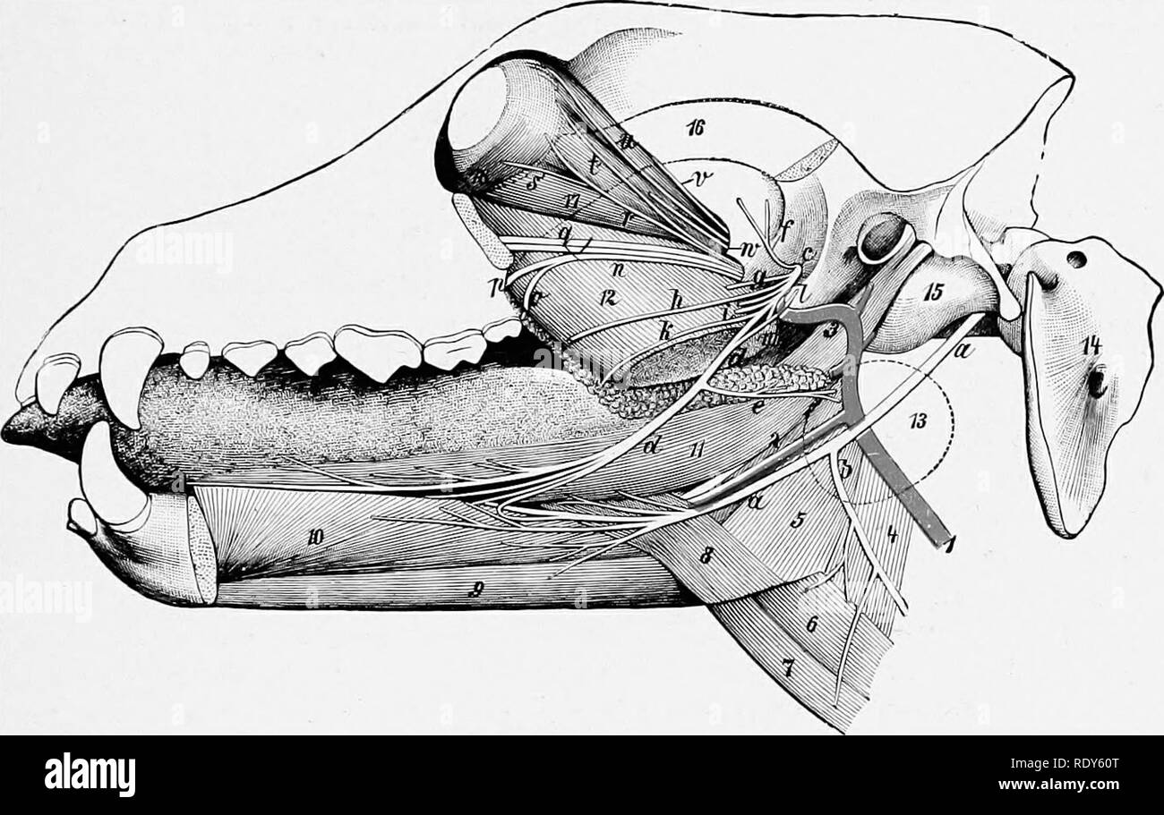 . L'anatomia di animali domestici . Anatomia Veterinaria. Il sistema nervoso del cane 851 nervo buccale e ramifies sulla superficie laterale del volto. L' inferiore del nervo alveolare deriva da un tronco comune con il mylo-hyoid; essa dà fuori rami dentale e termmates m mentale e inferiore rami labiale. Il nervo linguale alimenta la spirale vaso-dilatatore e excito secretoria di filamenti per il mandibolare e sottolinguale ghiandole salivari; queste fibre sono derivate dalla chorda tympani. Il nervo facciale divide vicino al bordo posteriore della ganascia in quattro rami. Il ramo superiore è il auriculo-p Foto Stock