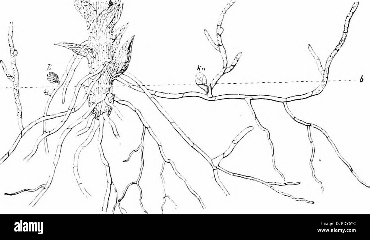 . La botanica della pianta vivente. La botanica. MUSCI E HEPATICAE 355 su localizzate di assorbimento da parte di questi, ma anche al generale assorbimento da parte di tutta la loro superficie, come opportunità offerte per esso. Musci, o muschi. I muschi sono di solito gregaria. Le piante frondose sono spesso ammassato insieme in tussocks o cuscini con le loro piccole steli montante, e occasionalmente ramificato. Oppure essi possono essere isolati e straggling, con frequenti ramificazioni. Essi sono fissati al suolo o qualche altro substrato da numerose rhizoids scaturisce dalla loro base (Fig. 297), o da una strisciante rhizomatous sparare da cui il uprigh Foto Stock