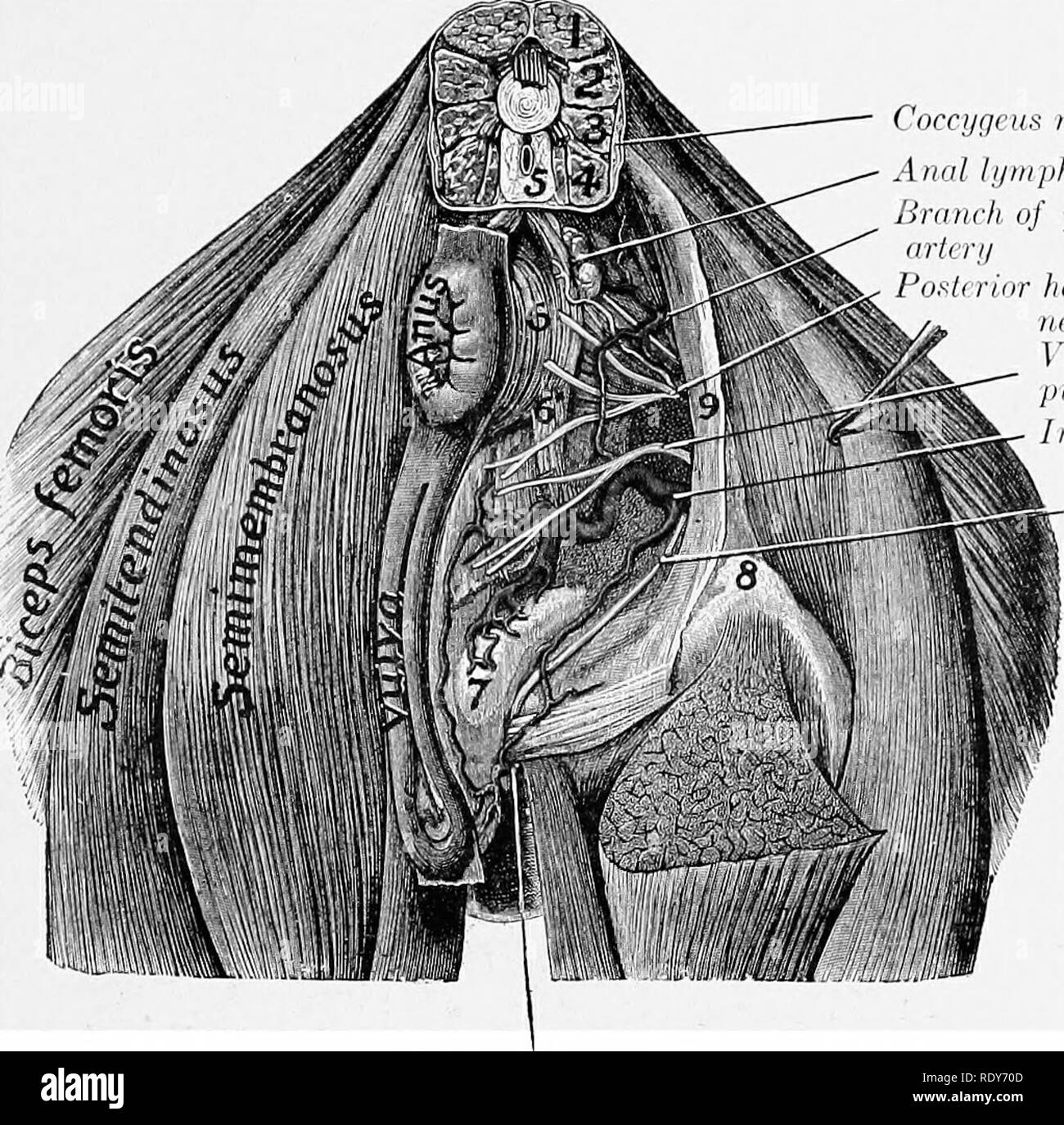 . L'anatomia di animali domestici . Anatomia Veterinaria. L'arteria iliaca interna 669 e obliquus internus addominali, dà rami tiiesc muscoli, e termina nel obliquus externus, cutaneus, e la pelle del flanli. L'arteria iliaca interna l'iliaca interna o hypogastric arterie (Aa. hypogastrics) risultato dalla biforcazione della aorta sotto la quinta o sesta vertebra lombare. Essi divergono in corrispondenza di un angolo di circa 60 gradi, e ognuno di loro passa all'indietro sotto l'ala del sacro, poi si inclina verso il basso sulla superficie del bacino dell'albero dell'ileo, lungo la bord ventrale Foto Stock