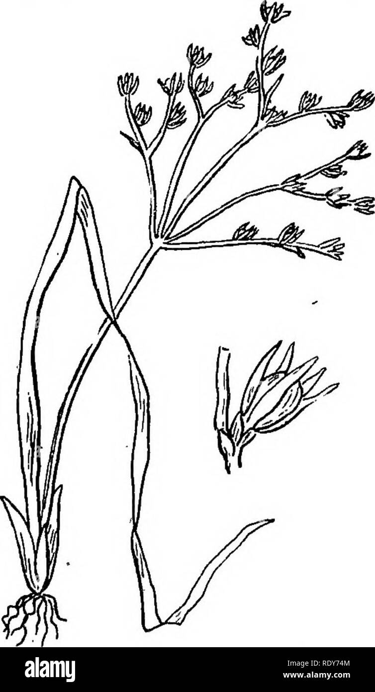 . Le famiglie di piante in fiore. Piante; fanerogame. Le famiglie di piante in fiore. 47. Famiglia Juncaceae. Famiglia di Rush. Le riprese sono limitate a 7 generi, ma contengono oltre 200 specie, gran parte delle quali appartengono a Juncus. Essi sono di molto ampia dis- tribution e molto vario habitat, al- se una maggioranza, forse, potrebbe essere detto di preferire bagnato o terra umida. Le piante possono sempre essere distinte dalle erbe e carici, a cui essi recano una stretta rassomiglianza esterna, dalle distinte cade, che è, come- sempre asciutto e chaffy in texture. L'ovaio è anche tre-celled anziché su Foto Stock