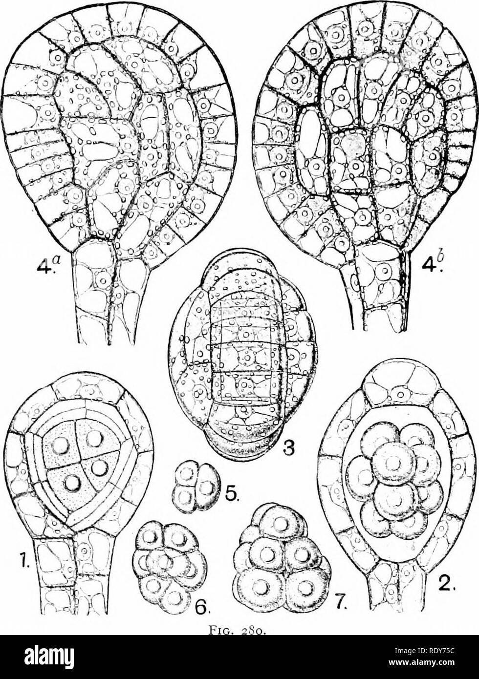 . La botanica della pianta vivente. La botanica. FILICALES 339 la segmentazione per formare un secondo strato di transitoria cellule nutritiva chiamato tapetitm (Fig. 279,-6-12), successivamente raddoppiato da fissione tangenziale (Fig 280,1). La cella tetraedrica che ancora rimane nel centro, essendo cresciuto significa- mentre subisce divisioni successive fino a dodici spora-moiher-celle sono realizzate (fig. 280, 2-7). Questi diventano sferiche, e sono sospese in un fluido che, insieme con il ora disorganizzati tapetum, riempie la cavità allargata del. Le fasi successive di sviluppo del sporangium di NcpJirodiuin FUix-tuas, (.ft Foto Stock