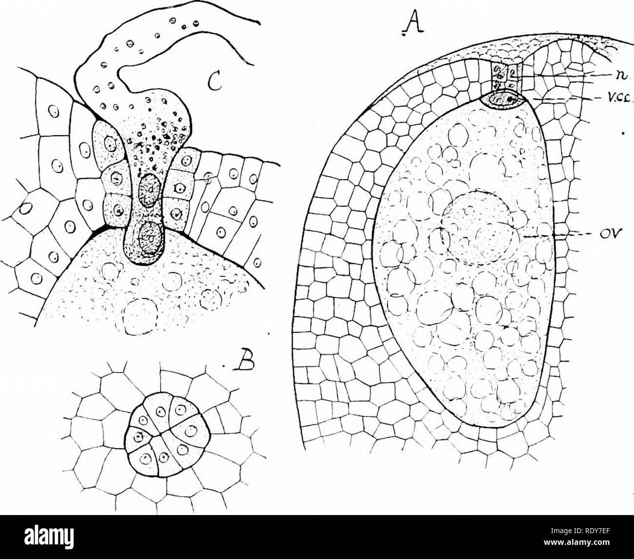 . La botanica della pianta vivente. La botanica. 312 botanica della pianta vivente l'apice dell'prothallus (Fig. 254, C). Nel frattempo la sua cellula generativa ha diviso per formare un peduncolo-cella e un corpo-cell. Il primo si rompe lontano dal suo attaccamento e il contenuto del grano inserire il tubo. Il corpo-cellula si suddivide durante il transito per formare il tu'o i gameti maschili. Così fornito il tubo entra nel collo di un archegonium e i gameti sono trasferiti nell'ovulo. Il nucleo di uno dei gameti fusibili con il nucleo della cellula uovo. Il risultato della fusione. Fig. :;.S4. Pic^a vulgaris. Un âlongitudinal secti Foto Stock