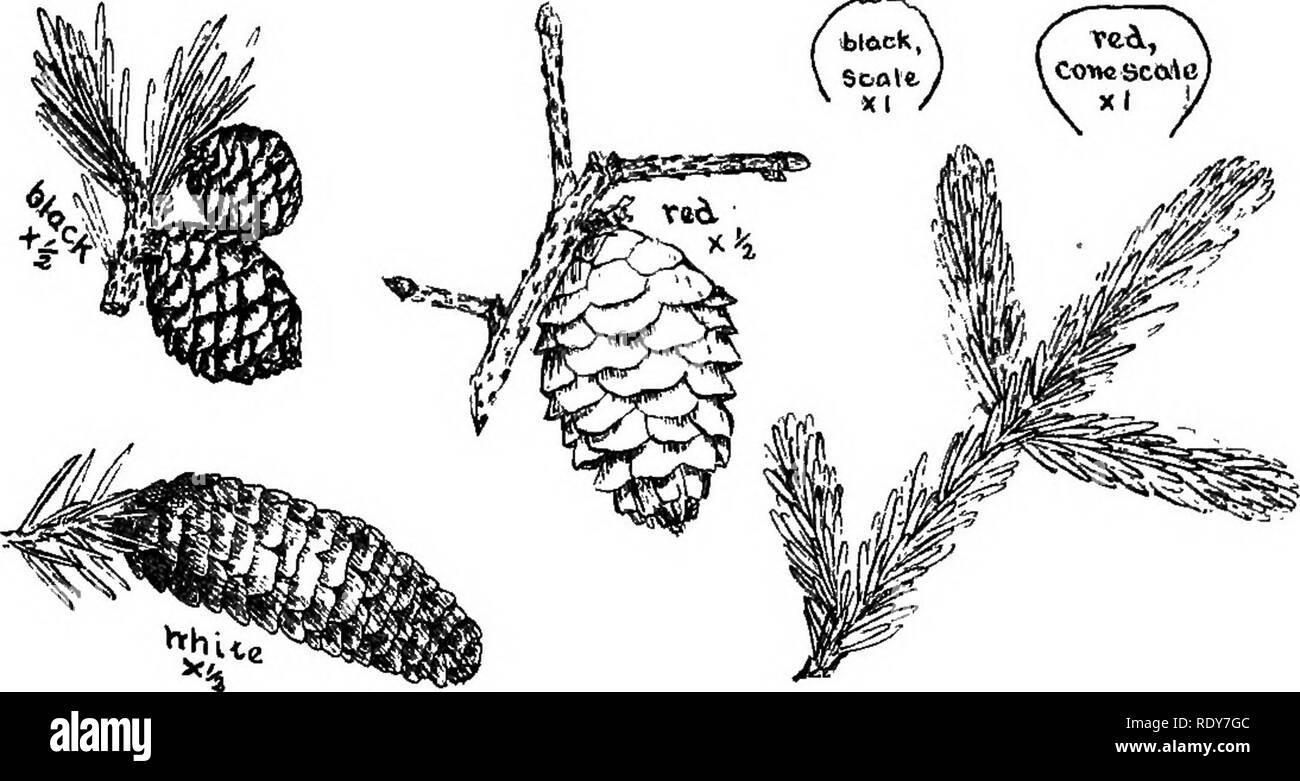 . Le famiglie di piante in fiore. Piante; fanerogame. Le famiglie di piante in fiore. 11 ranee del fir-balsam {AUes halsamm) è dovuto. Fig. La figura 7 illustra il coni e cono-scale di numerosi abeti nativo, mentre la Fig. 8 presenta una vista di una northern tamarack palude.. Fig. 7.-Branch, oonps ana cono-scale di vari abeti rossi. (Dal Boll. 7.3, Vermont Agrio. Scad. Stazione, da Miss Anna Cla.-k. Prestato dall'Univ del Vermont). Tribù Taxodieae,-sette generi, ciascuno con uno o due specie, tutti nativi dell Asia orientale ad eccezione di Sequoia^ con 2 specie Californiano, un'coperchio Taxodi/um, il cipresso calvo, con su Foto Stock