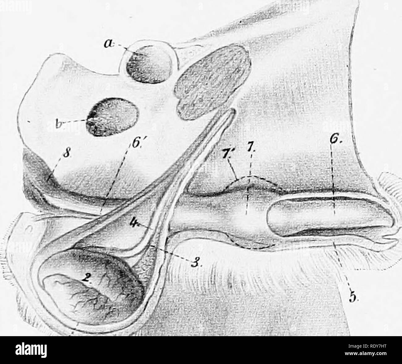 L'anatomia di animali domestici . Anatomia Veterinaria. 594 MASCHIO ORGANI  GENITALI DEL CANE il tessuto (pars disseminata) si trovano anche nella  parete dell'uretra per una breve distanza ulteriormente all'indietro. La  ghiandola