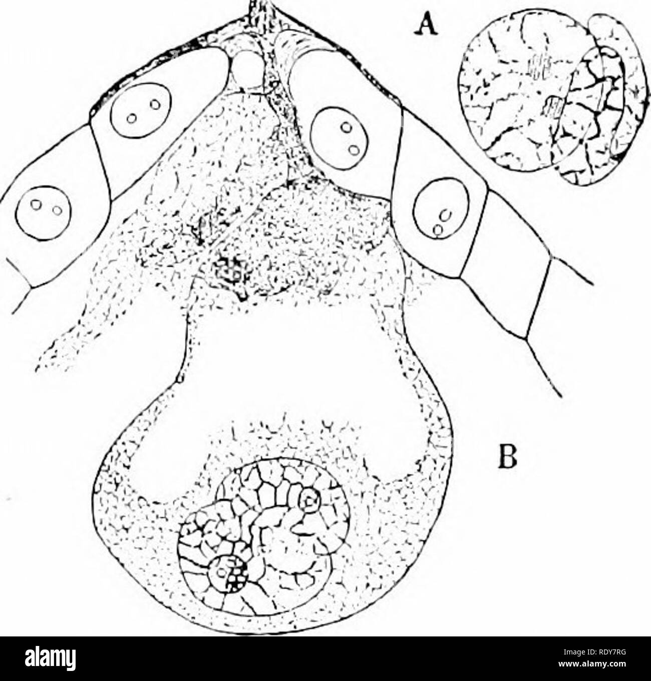 . La botanica della pianta vivente. La botanica. L'impollinazione e fertilizzazione 271 chalazogamy. A volte un andamento irregolare può essere perseguito, attraversando i tegumenti, come in tlie Elm. Ma qui il corso sembra essere molto incostanti. È dubbio se tali irregolarità hanno alcun significato speciale, ma è degno di nota che essi si verificano in relativamente primitiva Famihes di piante in fiore. Il polline-tubo su immettendo il micropyle trasporta con esso i due gameti maschili m racchiusa nel citoplasma del tubo (Fig. 213, A). Probabilmente il turgore del contenuto ha il suo effetto nel rompere il s Foto Stock