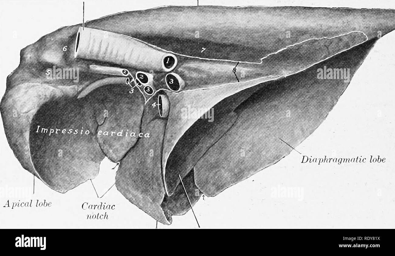 . L'anatomia di animali domestici . Anatomia Veterinaria. 548 Sistema RESPIKATORY DEL CANE anteriore a fessura rappresenta apicale e lobi cardiaca, che tuttavia sono separati solo Idv la tacca cardiaci, non da una fessura interlobar, come è usuale nella trachea bordo dorsale. Lobo cardiaco lobo intermedio di Fig. 487.-polmone destro op di maiale; AIedial vista. 1, Bronco sinistro (cut off); 2, 2, arterie polmonari; 5, 5, 3, vene polmonari; 4. la sezione posteriore della vena cava; 5, scanalatura anteriore per vena cava; 6, la scanalatura per la vena azygos; 7, la scanalatura per l'aorta; 8 (posto sulla scanalatura per l'esofago), linee di pleur Foto Stock