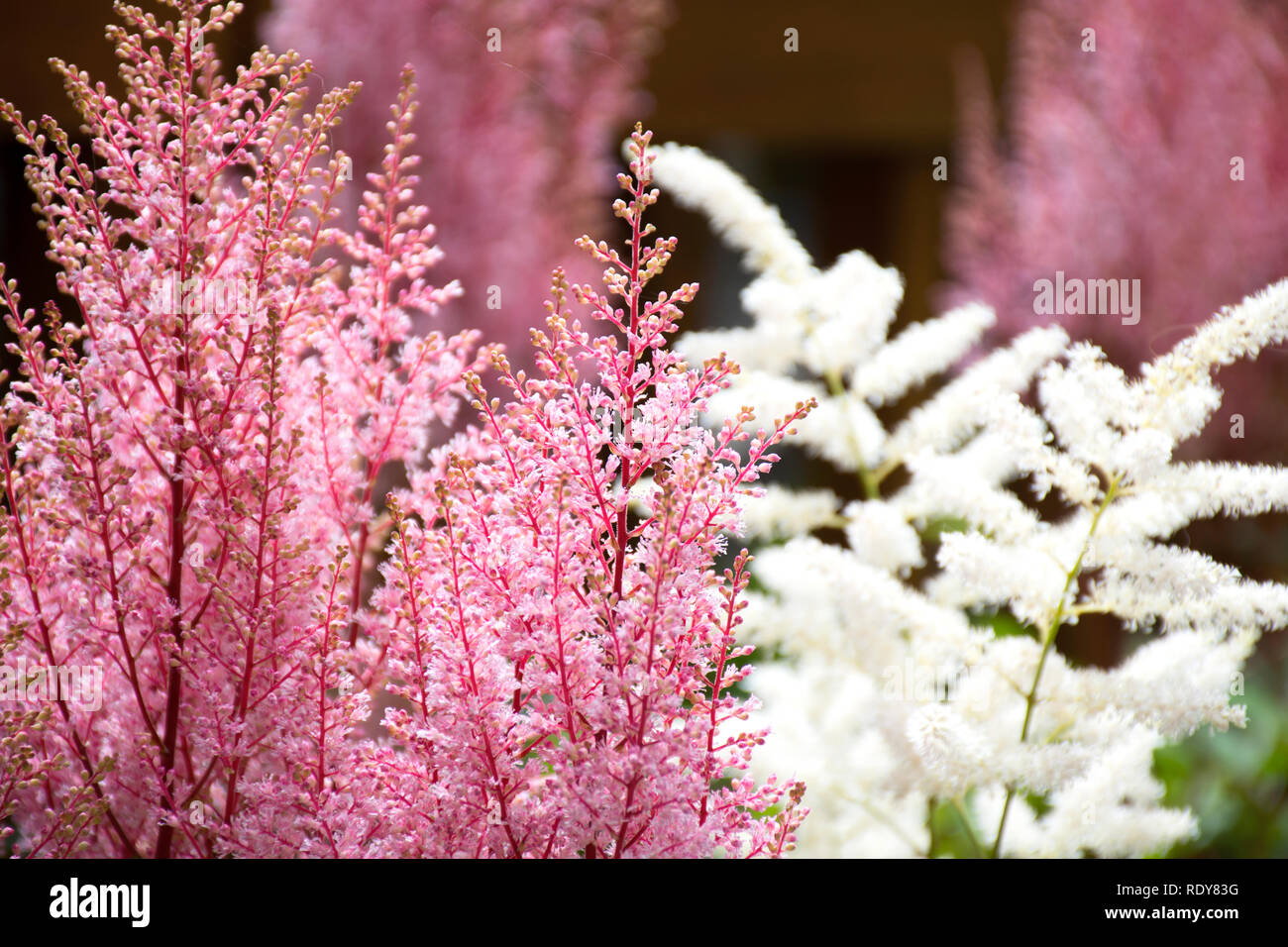 Rosa e Bianco Astible che fiorisce in primavera. È una pianta perenne che attira le farfalle; può crescere in ombra parziale Foto Stock