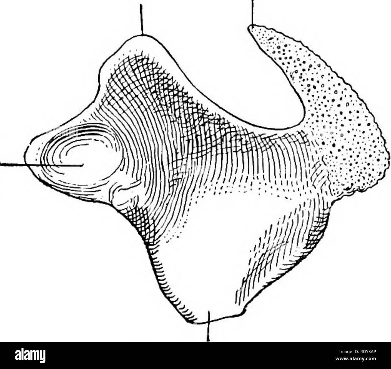 . L'anatomia di animali domestici . Anatomia Veterinaria. Processo cuneiforme Fig. 460.-Epiglottic cartilagine di cavallo; Vista laterale destra. Facet per cricoid. Processo di Vocal Fig. 461.-sinistra Arytenoid cartilagine di cavallo; Medio-Vista ventrale. Dà attacco al crico-muscolo della tiroide. La superficie mediale è concava ed è parzialmente ricoperta dalla membrana mucosa. La cartilagine epiglottic (Cartilago epiglottica), di solito chiamato epiglottide per brevità, è situato al di sopra del corpo della cartilagine della tiroide e curve. Si prega di notare che queste immagini vengono estratte dalla pagina sottoposta a scansione immagini che m Foto Stock