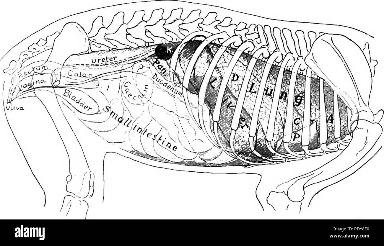 . L'anatomia di animali domestici . Anatomia Veterinaria. Fig. 449.-proiezione dei visceri del cane (maschio) sulla parete del corpo; lato sinistro. .4, C, D, Apical, cardiaca, e diapliragmatic lobi del polmone; P, pericardio; Pr, della prostata. Attaciiment costiera e la linea mediana del diaframma sono tratteggiate. '. Fig. 4.50.-proiezione dei visceri del cane (femmina) sulla parete del corpo; lato destro. .1, C', D, Apical, cardiaca, e diapliragmatic lobi del polmone destro; P, pericardio; K, rene destro; Pan., ramo di destra del pancreas; 0, ovaio; t", cornu dell'utero. Allegato costiera e la linea mediana del diaframma sono punteggiate; anche posteri Foto Stock
