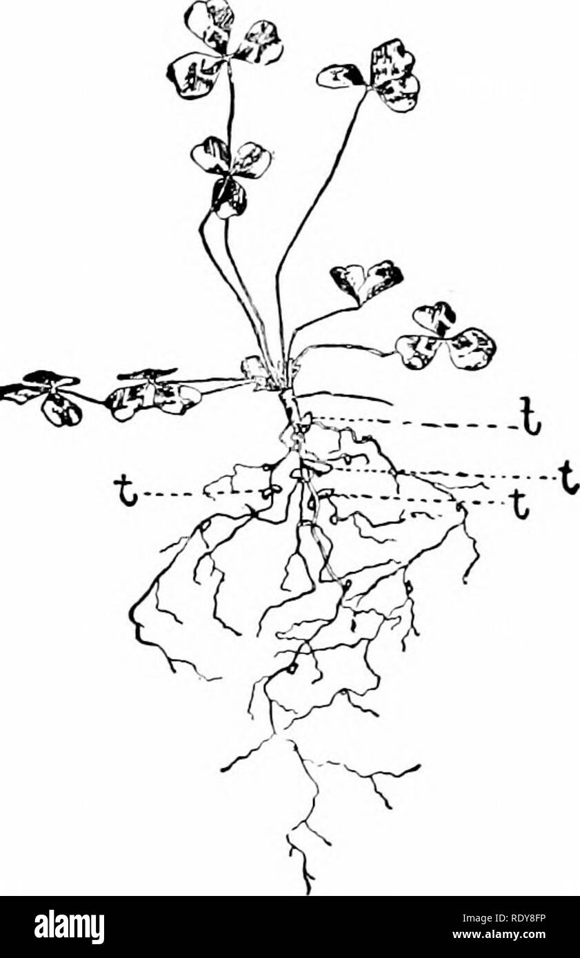 . Vita vegetale, considerato con particolari riferimenti alla forma e funzione. La fisiologia vegetale. ^ YMBIOSIS. 337 diverse specie di jjlants avviene tra le piante e gli animali si attaccano al numero ani- Malles da cui essi sono portati a circa. La pianta è così aiutati a ottenere i materiali per i prodotti alimentari e non di rado la pianta nasconde l'animale da un altro che cerca come preda. In questo modo alcuni granchi sono nascosti da algce collegati ad essi. Uno dei più straordinari casi di mimetismo protettivo è quello in cui un Aus- tralian pesce ha acquisito outgrowths superficiale che imitano quasi esattamente th Foto Stock