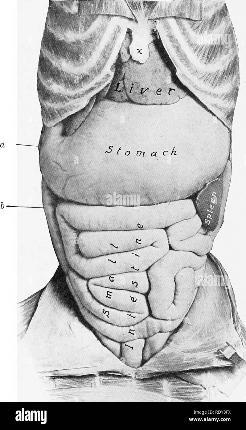 . L'anatomia di animali domestici . Anatomia Veterinaria. 500 SISTEMA DIGESTIVO DEL CANE L'intestino l'intestino è breve solo circa cinque volte tlae lunghezza del corpo. Il piccolo intestino ha una lunghezza media di circa tredici piedi (ca. 4 metri). Essa occupa la maggior parte della cavità addominale dietro il fegato e lo stomaco. Il duo- denum inizia al piloro e passa indietro e un po' dorsalmente, in un primo momento. Fig. 441.-visceri addominali del cane. Vista ventrale dopo la rimozione del grande omento. Lo stomaco è pieno. Un, cartilagine di ultima costola; h, duodeno; x, xifoide cartilagine. su viscerale s Foto Stock