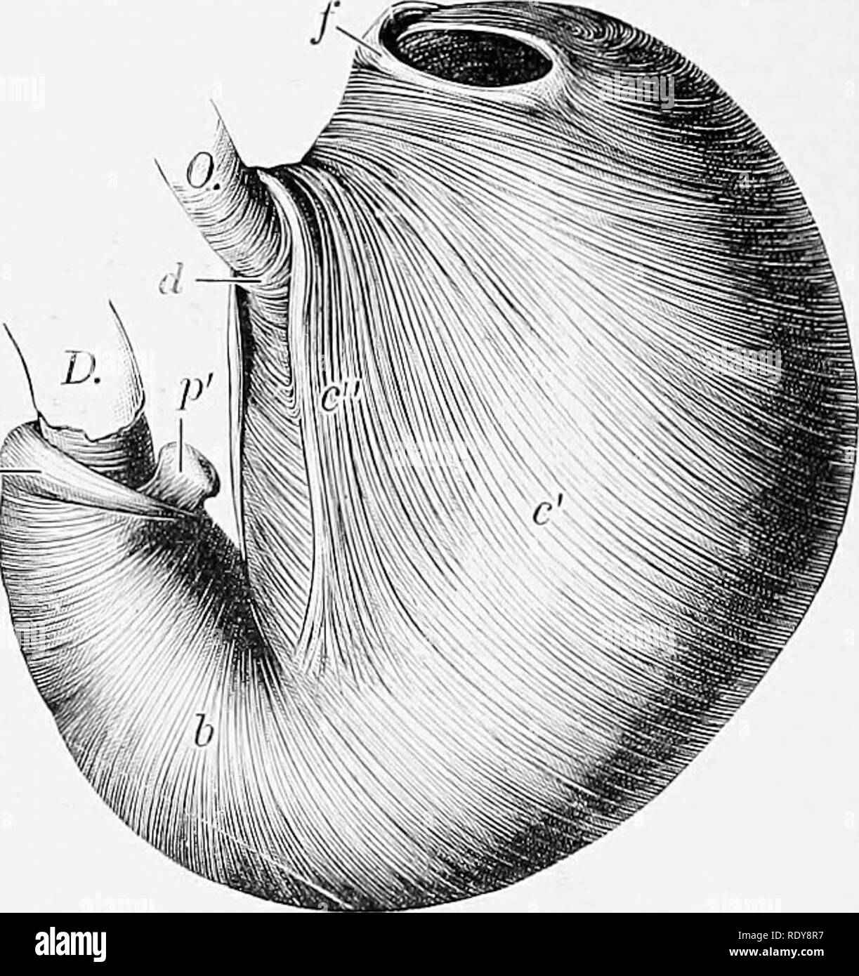 . L'anatomia di animali domestici . Anatomia Veterinaria. FiG. 421.-rovesciato lo stomaco del maiale, da cui la mucosa è stata rimossa. Fig. 420.-superficie viscerale di stomaco del maiale, FRO.M yhich il cappotto sierosa è stato ri- mosso. 0, CEsophagus; D, duodeno; Di, diverticulum; a, à, a", a"', fibre longitudinali; 6, circolare fibre; f, obliquo esterno fibre; r', interno fibre oblique; c", ciclo cardiaco; d, le fibre che collegano le filiali del ciclo cardiaco; ./', ripiegare all'entrata diverticulum; p,, PJ-sfintere loric; p', preminenza pilorica. (EIIenberger-Baum, .A.nat. d. Ha Foto Stock