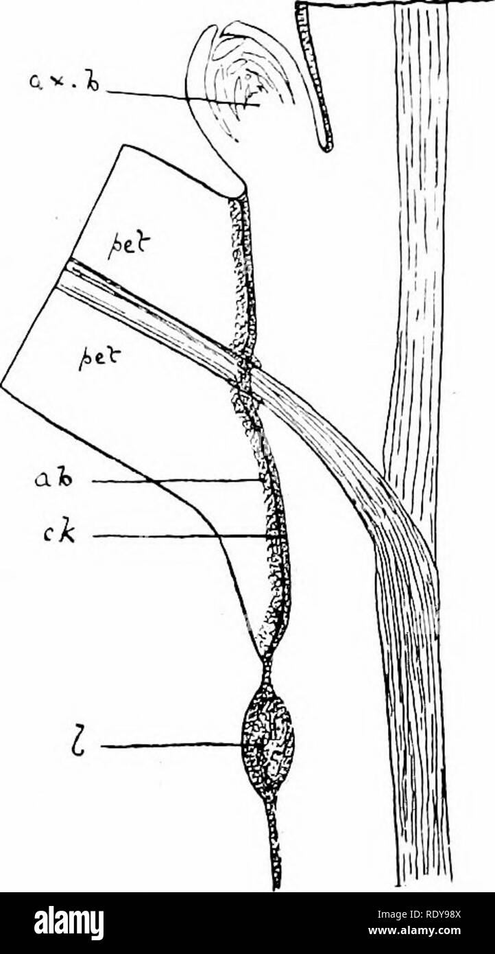 . La botanica della pianta vivente. La botanica. La foglia 69 organismi. Prima della caduta della foglia i suoi tessuti sono svuotate di tutti i materiali utili, whieh vengono trasferiti verso il basso il picciolo per l'asse. Questa è accompagnata da cambiamenti nella cella-contenuti che danno le varie tinte autunnali. Ciò che cade lontano è quindi poco più di uno scheletro di vuoto. La sua rimozione porta ad una notevole riduzione della superficie esposta della pianta, con il risultato che vi è una minore perdita da evapora- zione; e meno resistenza al vento invernale. Come tutta la pianta entra in una condizione di dormienti in autunno, in parte determinata da Foto Stock