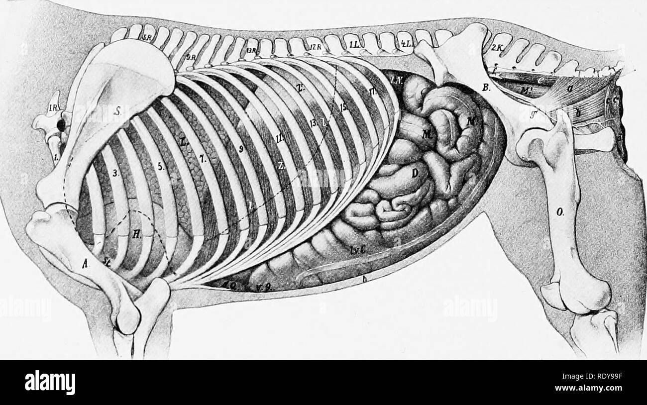 . L'anatomia di animali domestici . Anatomia Veterinaria. 420 SISTEMA DIGESTIVO DEL CAVALLO la prima parte del duodeno strettamente per il fegato e la dorsale destra parte del colon; il resto è un po' meno strettamente attaccato da esso alla base della csecum e rene destro, i muscoli sublumbar, e (più da vicino) alla parte terminale del grande colon e la prima parte del piccolo colon.^ La parte mesenterica, o jejuno-ileo, convenzionalmente è stato suddiviso in digiuno e ileo, ma nessun punto distinto esistente a cui effettuare l'demarca- zione. Con l'eccezione di o Foto Stock