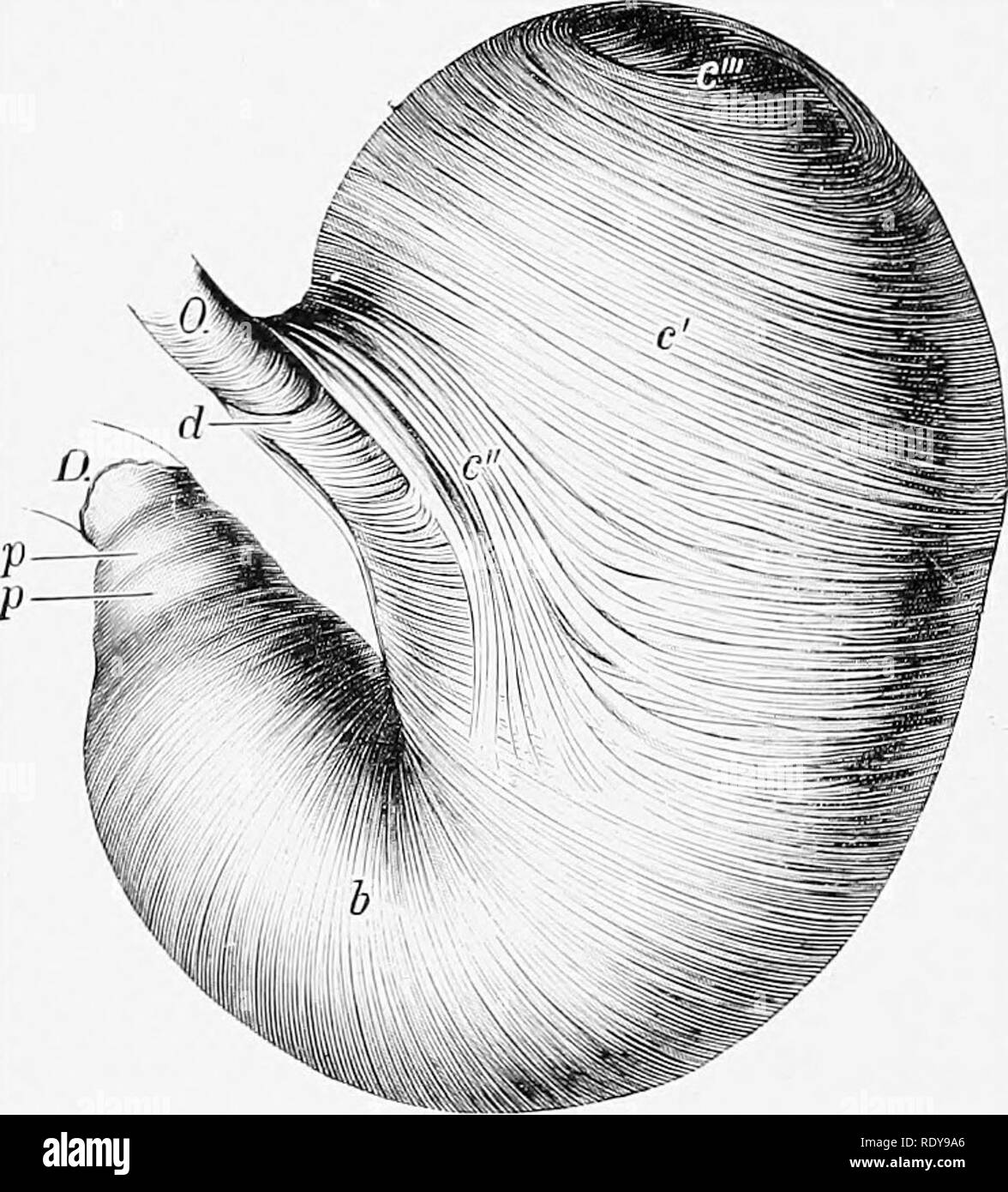 . L'anatomia di animali domestici . Anatomia Veterinaria. 416 SISTEMA DIGESTIVO DEL CAVALLO dente, e il grande omento. I confini tra queste superfici sono denominate le curvature. La minore curvatura (curvatura ventricuU mmo) è molto breve, che si estende dalla cessazione dell'esofago all'junc- zione con il piccolo intestino. Quando lo stomaco è in situ, le sue pareti sono qui in contatto e il cardias e piloro chiudere insieme."â la maggiore curvatura (cur- vatura ventriculi major) è molto ampia. Dal cardia è prima diretto dorsalmente e curve sulla sinistra extr Foto Stock