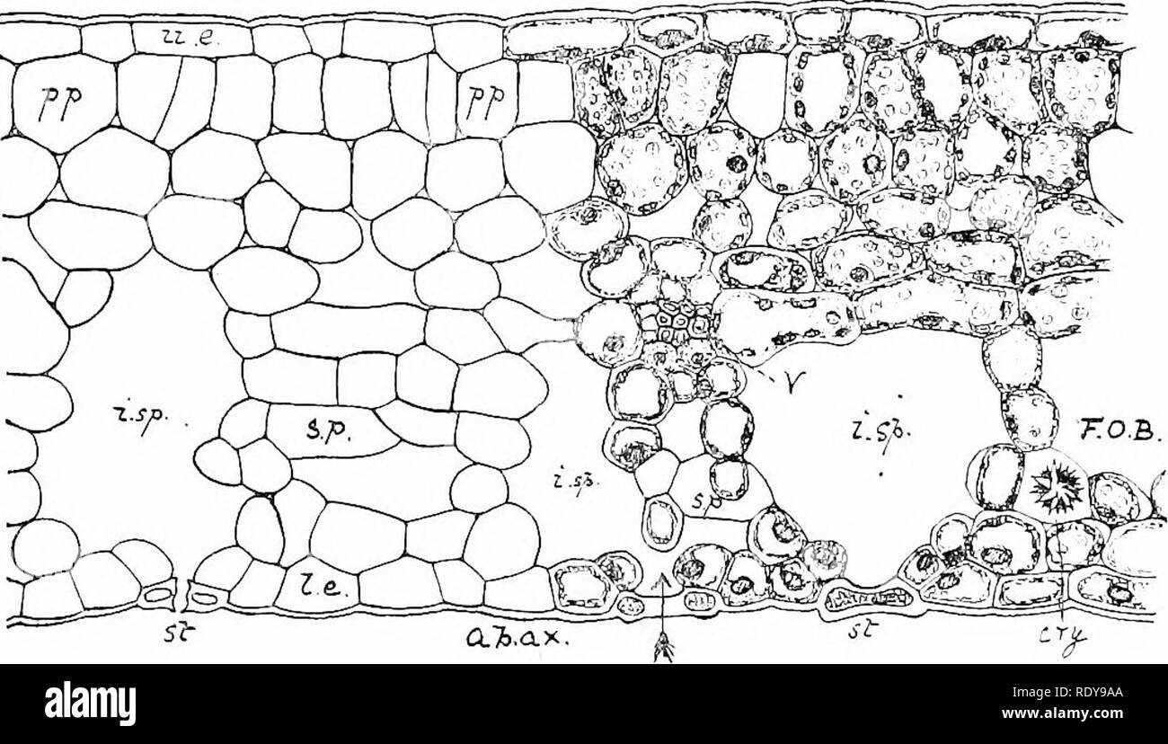 . La botanica della pianta vivente. La botanica. 62 botanica della pianta vivente essere visto nella foglia ot la Aspen, o come illustrato più nel dettaglio il ligustro (Fig. 45). La superficie superiore è coperta da uno strato continuo di epidermide, composta da cellule oblunghe con la loro parete esterna ispessita e cuticu- larised. La superficie inferiore è similmente coperto da epidermide, ma le cellule sono meno regolari, mentre la loro continuità è qui e là interrotta da pori (stomata), che consentono la comunicazione tra l'aria esterna e gli spazi intercellulari all'interno. Tra questi due strati epidermici Ue il tessuto delle PMI Foto Stock