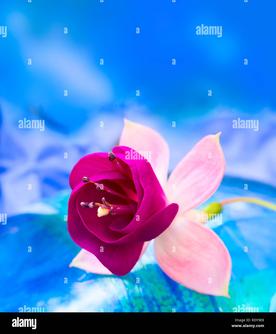 Luminose fushsia fiore su di un misto di blu-verde, sfondo, con spazio per il testo Foto Stock