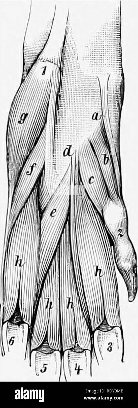 . L'anatomia di animali domestici . Anatomia Veterinaria. 374 I MUSCOLI DEL CANE il suo tendine si divide in corrispondenza o in prossimità del carpo in due rami, che vengono inseriti nel terzo falangi della terza e quarta cifra, la miscelazione con i tendini corrispondenti dell'estensore comune. Il muscolo posteriore è l'estensore della quinta cifra (M. estensore digiti quinti); il suo tendine si fonde con quella dell'estensore comune per la quinta cifra. Il ulnaris lateralis o estensore carpi ulnaris è un appartamento grande muscolo che giace sulla superficie laterale dell'ulna. Essa sorge sul epicondyle laterale di Foto Stock