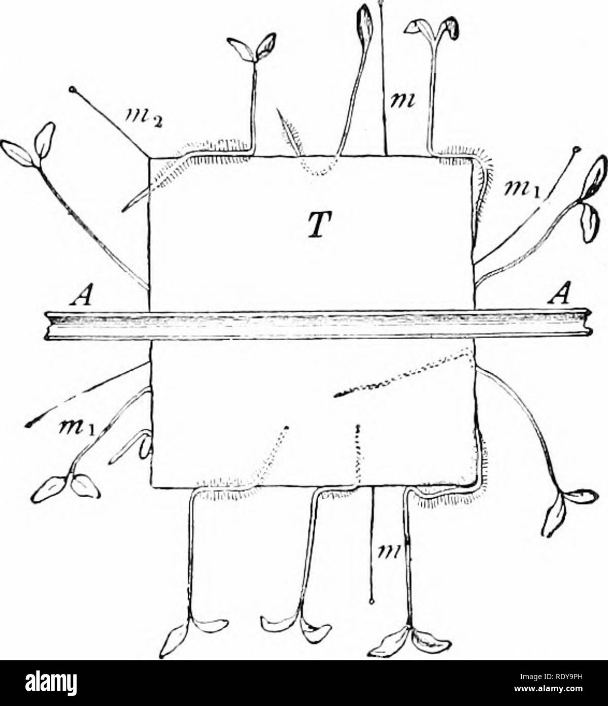 . Vita vegetale, considerato con particolari riferimenti alla forma e funzione. La fisiologia vegetale. 198 vita vegetale. successivo istante (fig. 194). Se tlie wfieel su cui tali piantine vengono coltivate l)e ruotato a una velocità elevata, il cen-. FlG. 194.-St!i!d!ing senape in piante coltivate su un eube di jieat, T^ attaccato al lentamente assale rotante, -^, .-J, di un clinostat. Piastrella in direzione della crescita delle radici e gambi è controllata soltanto dalla vicinanza delle superfici umide, l'azione della forza di gravità e la luce che vengono eliminati. Nota La direzione variabile di radici e gambi. In corrispondenza di "; ///,; antenna Iiyph."e di uno stampo Foto Stock