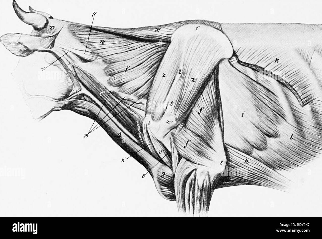 . L'anatomia di animali domestici . Anatomia Veterinaria. 350 I MUSCOLI DEL BUE dell'anca e del lombo-fascia dorsale.) Il aponeurosis è intimamente unita con la tunica addominale, e non si stacca una lamina femorale. Il obliquus addominali intemus è più sviluppato e ha un ulteriore origine dal lombo-fascia dorsale. Il aponeurosis si fonde con quella del obliquo esterno in prossimità della linea alba, e stacca un strato che assiste la per- mazione della guaina interna del rectus. Il rectus addominali sorge sul bordo laterale dello sterno quanto per- ward come il terzo Foto Stock