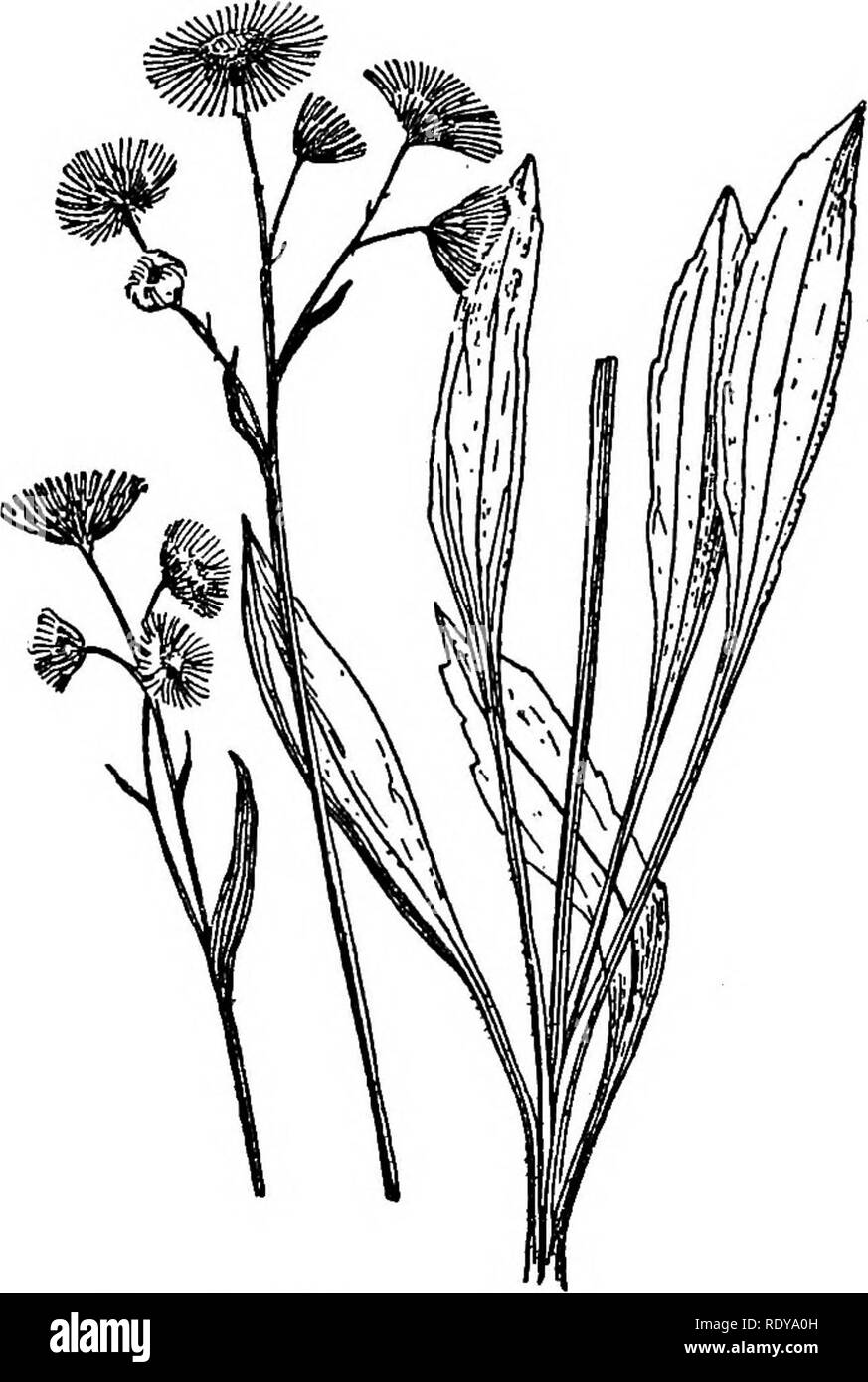 . Un manuale di piante velenose, principalmente nel Nord America orientale, con brevi note su economico e piante medicinali e numerose illustrazioni. Piante velenose. 778 manuale delle piante velenose rifiuti e terreni coltivati lungo la costa del Pacifico che appare come un introdotto infestante. Anche un erbaccia introdotto in Europa e in America del Sud. Erigeron ramosus (Walt.) BSP. White infestante. Fleabane. Il gambo e le foglie alquanto hirsute e peloso, roughish; foglie intere o quasi; il superiore foglie lanceolate e la parte inferiore di forma oblunga o spatulate; capi sostenuti in pannocchie corymbose; ray fiori bianco e due volte più lungo del SC Foto Stock