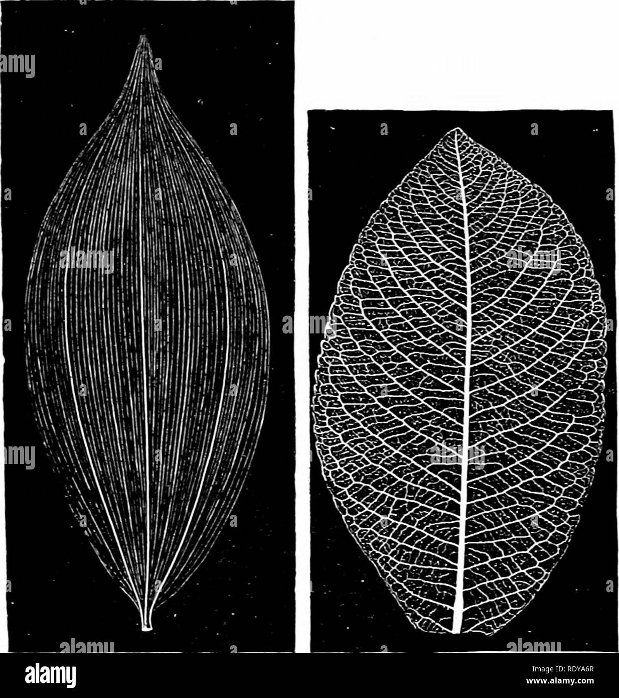 . Vita vegetale, considerato con particolari riferimenti alla forma e funzione. La fisiologia vegetale. Il LEA VES. 127 la grande vena ed estremità libera (fig. 149). Nel primo tipo i migliori rami del -eins, troppo delicate per essere visto senza il microscopio, spesso estremità libera nelle maglie formata dal successivo più grande rami (fig. 164). Vicino al margine di una lama. Fig. 150. Fig. 151. Fig. 150.-parallelo venatura di foglia di Pcly^onatufii lati/climn. Dimensione naturale.- .^ter Ettingshausen. Fig. 151.-Pinnately venatura reticolare di foglia di un -n-illow. Dimensioni Xatural.-Afier Impostazioni- hausen. le vene più grandi sono spesso così co Foto Stock