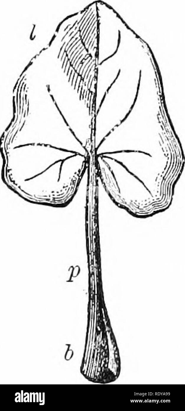 . Vita vegetale, considerato con particolari riferimenti alla forma e funzione. La fisiologia vegetale. I20 vita vegetale. attaccato, cioè è bilaterale. Inoltre la tomaia e sotto le superfici sono di solito diverse, cioè è dorsiventral. Essa ha tre parti di base, la levetta, la lama (fig. 136). La foglia base è ahva)'S presente ma sia il picciolo o la lamina fogliare o entrambi forse assente. La lamina fogliare è ordinariamente winged ; infatti è per questo motivo che essa " I. Fig. 136. IiG. 137. Fn; 136.âLeaf ci Ficarhi Kanmiciilus. /Â , leaf tiase; /, picciolo o picciolo; /, laniina o lamina fogliare Foto Stock