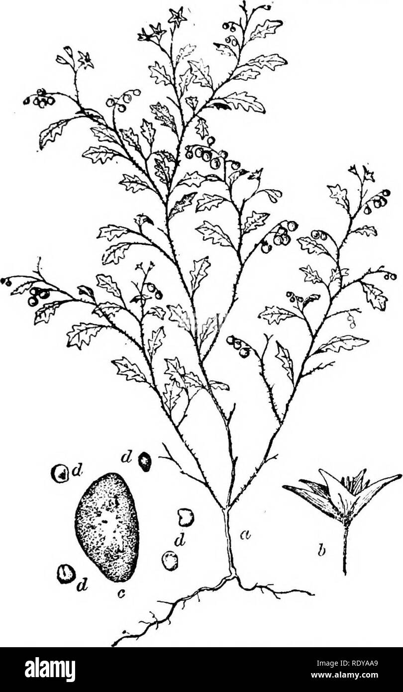 . Un manuale di piante velenose, principalmente nel Nord America orientale, con brevi note su economico e piante medicinali e numerose illustrazioni. Piante velenose. SOLANACEAE - BUFFALO BUR pinnatifid; lobi di forma tondeggiante o ottuso e repand, coperto con soft pubcsceiici.". I peli; stellate fiori giallo; corolla ganiopetalous, 1 pollici in diametro, quasi regolari, la Sharp lobi della corolla ampiamente ovate; stami, S, rifiutato antere rastremantesi procedendo verso l'alto, hnear lanceolate, dissimili, il più basso molto più grande e più incurvata con becco, quindi il nome tecnico rastratum; stile molto diminuita; frutta Foto Stock