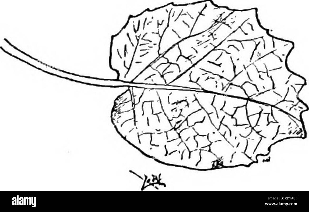 . Un manuale di piante velenose, principalmente nel Nord America orientale, con brevi note su economico e piante medicinali e numerose illustrazioni. Piante velenose. ^. Fig. 415. Ciliegia macinata (.Physalis viscosa). Culti- vated per il suo frutto. (W. S. Dudgeon). La mandrake {Mondragora officinarum) degli antichi era che un tempo si suppone che hanno virtù medicinali. La fioritura del tabacco (Nicotiana alata) è un ben noto pianta coltivata del Brasile. La thorn apple (Datura Metel) è molto coltivata, come lo è la D. meteloides, che ha grandi fiori profumati. L'agrodolce {Solanum dulcamara), Foto Stock