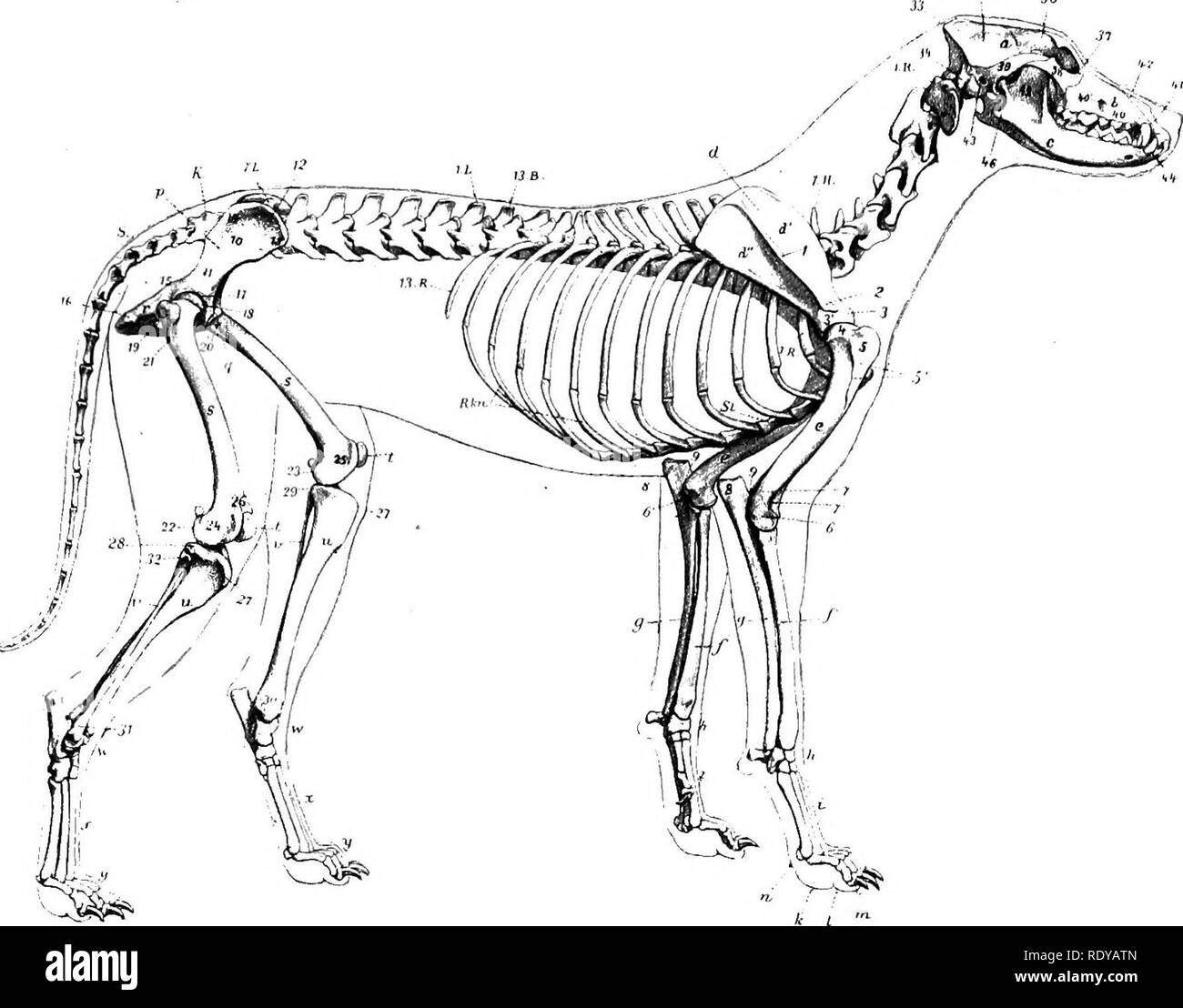 . L'anatomia di animali domestici . Anatomia Veterinaria. La colonna vertebrale 185. Fig. 199.-scheletro del cane; vista laterale. a, Craniuin; 6, faccia; c, mandibola; 1H7H, cervicale vertebrse; 13B, ultimo vertebra toracica; 1L-7L, lombare verte- brffi; K, sacrum; 5, coccygeal vertebrse; 1R-13R, nervature; R.kn, cartilagini costiera; San, sterno.; d, scapola; d', supia- apofisi fossa; d", infraspinous fossa; 1, la colonna vertebrale della scapola; ^.acromion; 3, la tuberosità della scapola; S', estremità articolare della scapola; e, Omero; 4^ testa di Omero; 5, laterale la tuberosità di Omero; 5', il muscolo deltoide crinale; 6, 6', epicondyles di humer Foto Stock