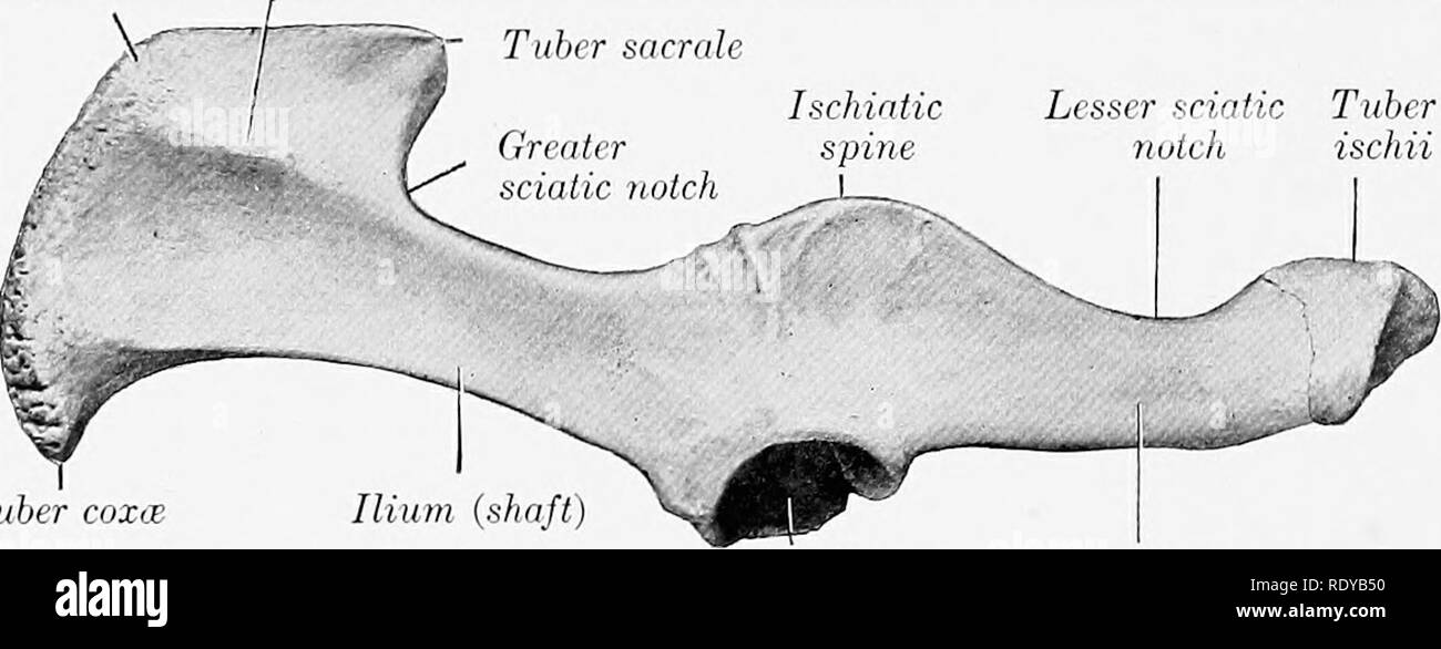 . L'anatomia di animali domestici . Anatomia Veterinaria. 180 lo scheletro del maiale quattro ossa metacarpali sono presenti. Il primo è assente, la terza e la quarta sono grandi e portare il capo di cifre, mentre la seconda e la quinta sono molto più piccoli e sopportare le cifre di accessori. Le loro estremità prossimali articolare gli uni con gli altri e con il carpo come indicato sopra. Le estremità distali fusibile con alberi a circa due anni di età. Il terzo e il quarto sono metacarpals appiattito dalla prima all'indietro, tre facciate, e posizionati vicini. L'estremità distale di ciascuna porta un trochlea per l'articolazione con la Foto Stock