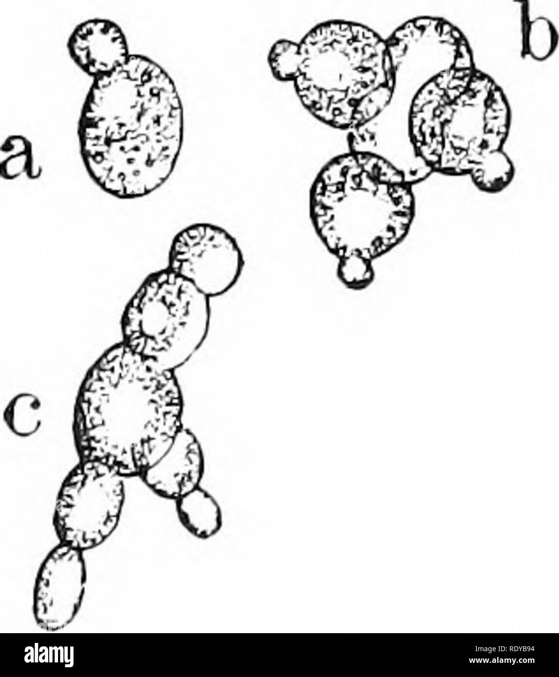 . Vita vegetale, considerato con particolari riferimenti alla forma e funzione. La fisiologia vegetale. 40 La vita vegetale. composto sono chiamati ife;. Ciascuno è il risultato della crescita a partire da una singola cella, ed è paragonabile al thread-come il corpo di filamentoso alg. Vi è naturalmente una grande varietà nella hyphfe di differire- ent di specie di funghi. Alcuni sono relativamente grandi ; altri molto piccolo ; alcune anche di diametro e calibro, altri irregolare e disomogenea con pareti ispessite ; alcuni molto sottile-murato, altri molto spesse. Tra questi due estremi si trova a completare la gradazione. Essi crescono in lunghezza a Foto Stock