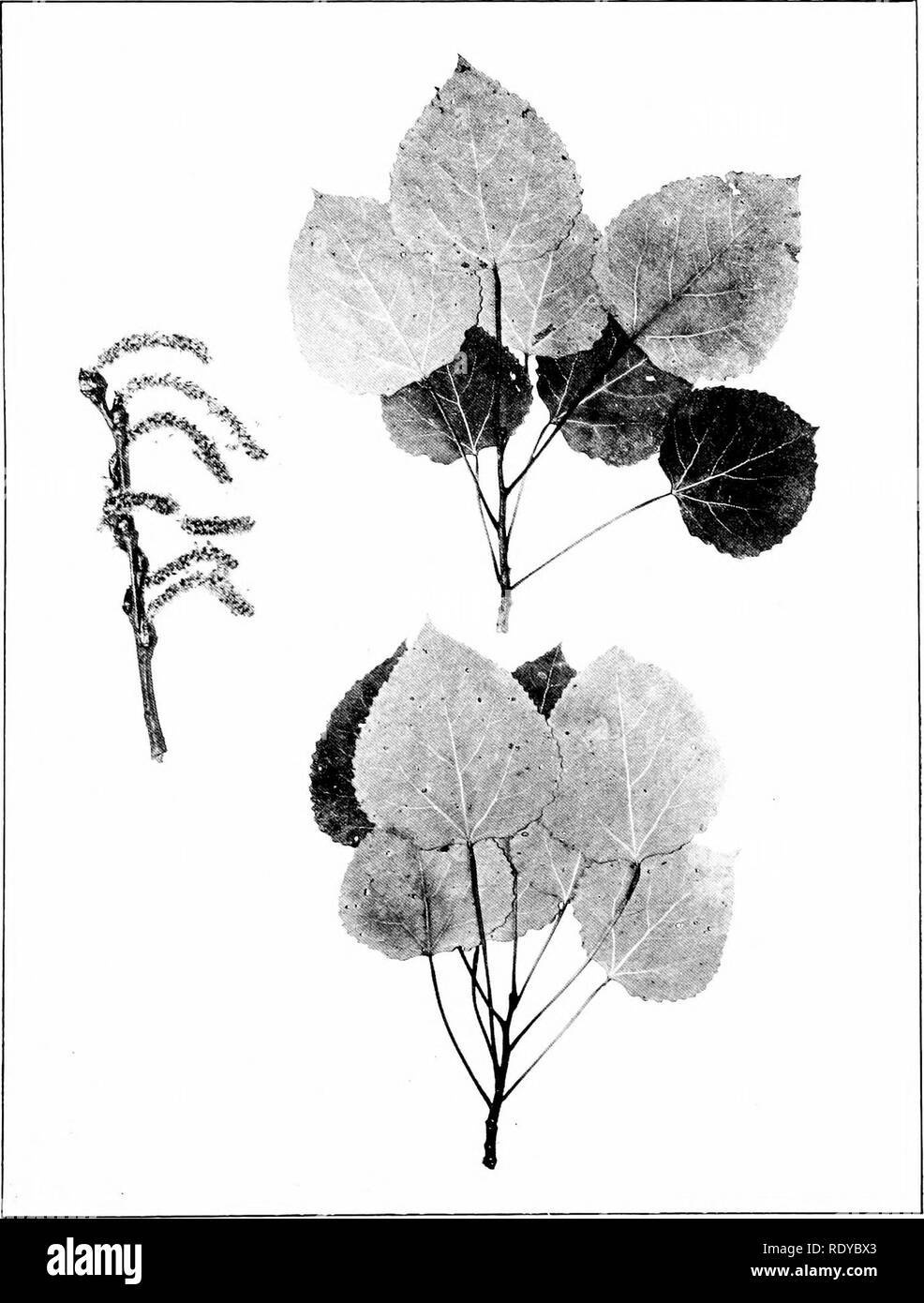 . Alberi di Indiana. Alberi. La piastra 10.. POPULUS TRE? * IULOIDES :Mk-haux. QuAKixii Aspkx. (X lo.). Si prega di notare che queste immagini vengono estratte dalla pagina sottoposta a scansione di immagini che possono essere state migliorate digitalmente per la leggibilità - Colorazione e aspetto di queste illustrazioni potrebbero non perfettamente assomigliano al lavoro originale. Deam, Charles Clemon, 1865-1953. Fort Wayne, ind. , Fort Wayne Printing Co. Foto Stock