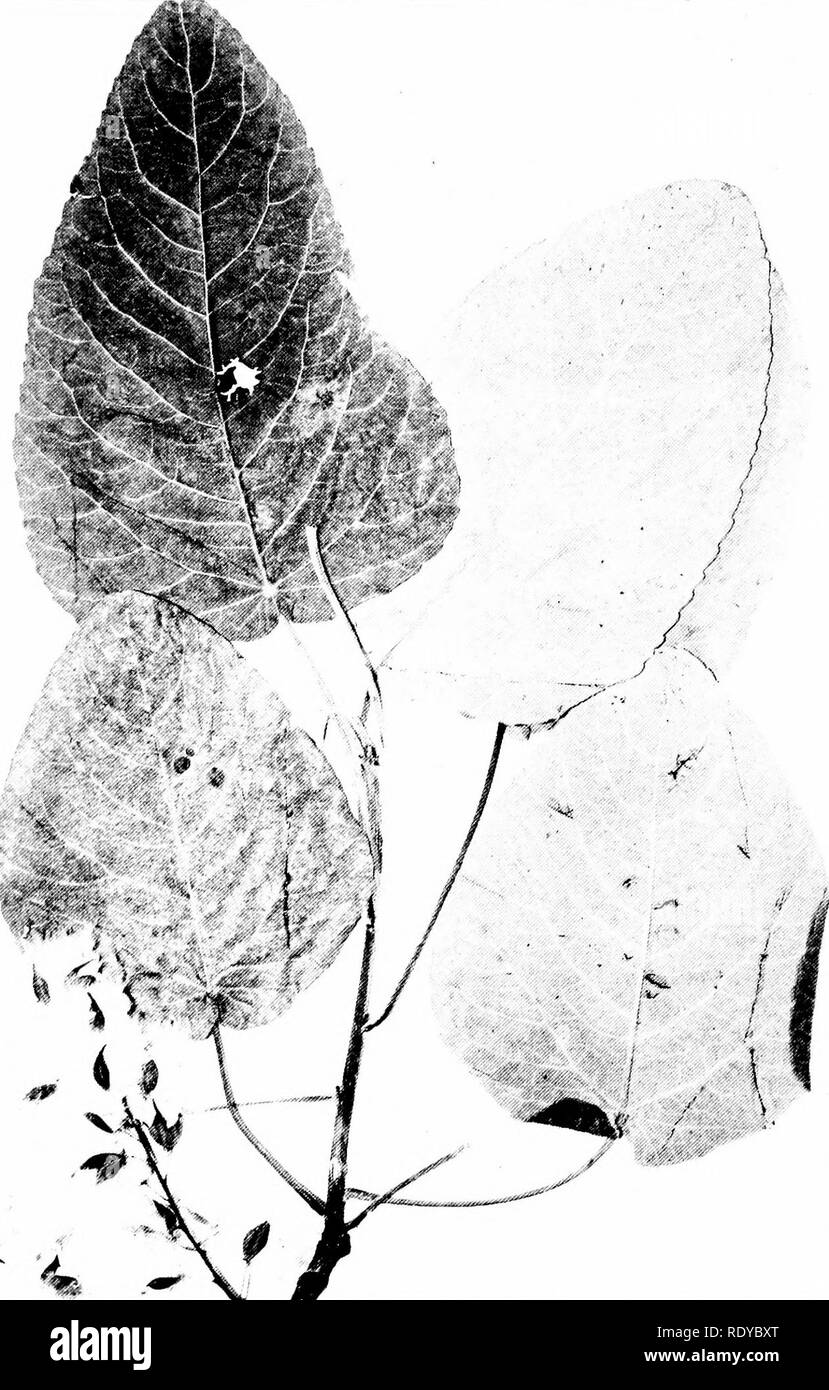 . Alberi di Indiana. Alberi. 4S della piastra 10. -"IE^. POPULUS UETEKOPHYLLA Liiimiffis. Swamp pioppi neri americani, (x i^). Si prega di notare che queste immagini vengono estratte dalla pagina sottoposta a scansione di immagini che possono essere state migliorate digitalmente per la leggibilità - Colorazione e aspetto di queste illustrazioni potrebbero non perfettamente assomigliano al lavoro originale. Deam, Charles Clemon, 1865-1953. Fort Wayne, ind. , Fort Wayne Printing Co. Foto Stock