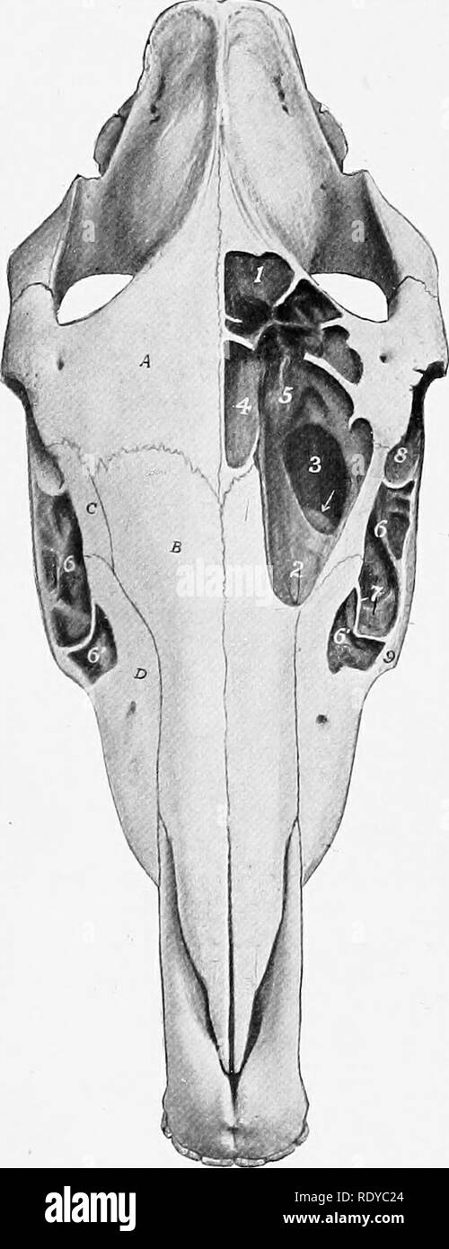 . L'anatomia di animali domestici . Anatomia Veterinaria. 84 lo scheletro del cavallo sovrastata dalla turbinate ventrale osso; esso è di gran lunga il più grande e il percorso diretto tra le narici e narici posteriore. La materia ossea apertura nasale (Apertura nasi ossea) è delimitata dalle ossa nasali e |f-'.-W premaxillffi. L'estremità posteriore o fundus è separ- ated dalla cavità cranica dalla piastra cribriform della sinusite etmoide ed è in gran parte occupato dalla FC 9&amp;V le masse laterali di tale osso. Seni paranasali collegato direttamente o indirettamente con la cavità nasale, di cui il Foto Stock