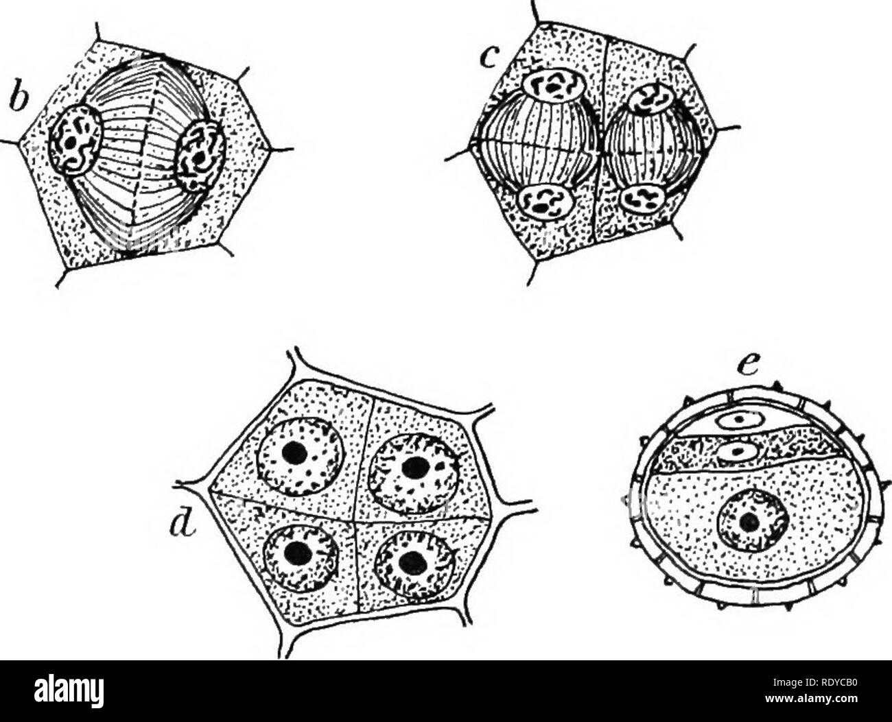 . La cellula vegetale, le sue modifiche e i processi vitali; un manuale per gli studenti. La fisiologia vegetale; Impianto anatomia; impianto di cellule e tessuti. Fig. 91.-a, una porzione di una sezione longitudinale attraverso un giovane antera di Polygonatum, che mostra parte del poUen-SAO, riempito con il polline madre- cellule in tutti gli stadi di divisione, h, una madre single-cella che ha diviso in due, la cella-piastra avendo appena formati, c, lo stesso dopo la seconda divisione, pareti essendo ricavata ortogonalmente alla prima parete. d, completare quattro figlia - celle (giovani microspore) ancora racchiuso dalla parete dell'originale mo Foto Stock