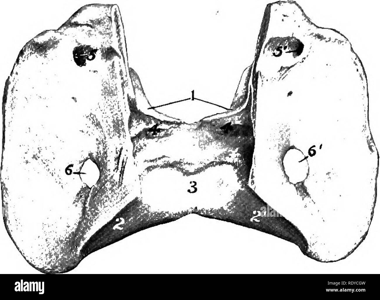 . L'anatomia di animali domestici . Anatomia Veterinaria. L'ATLAS 35 i processi articolari del medesimo lato del quarto e quinto; sul terzo non raggiunge il processo anteriore. 4. I processi trasversali sono grandi e piastriforme. Ogni deriva da due radici, uno dall'arco e uno dal corpo; tra questi è il foramen transversariiim, attraverso il quale le navi vertebrale e un nervo pass. L'aggre- gate di questi meati che si costituisce la canalis transversarius. Il processo si divide lateralmente in anteriore e posteriore di rami che sono addensati e ruvida per a muscolare Foto Stock