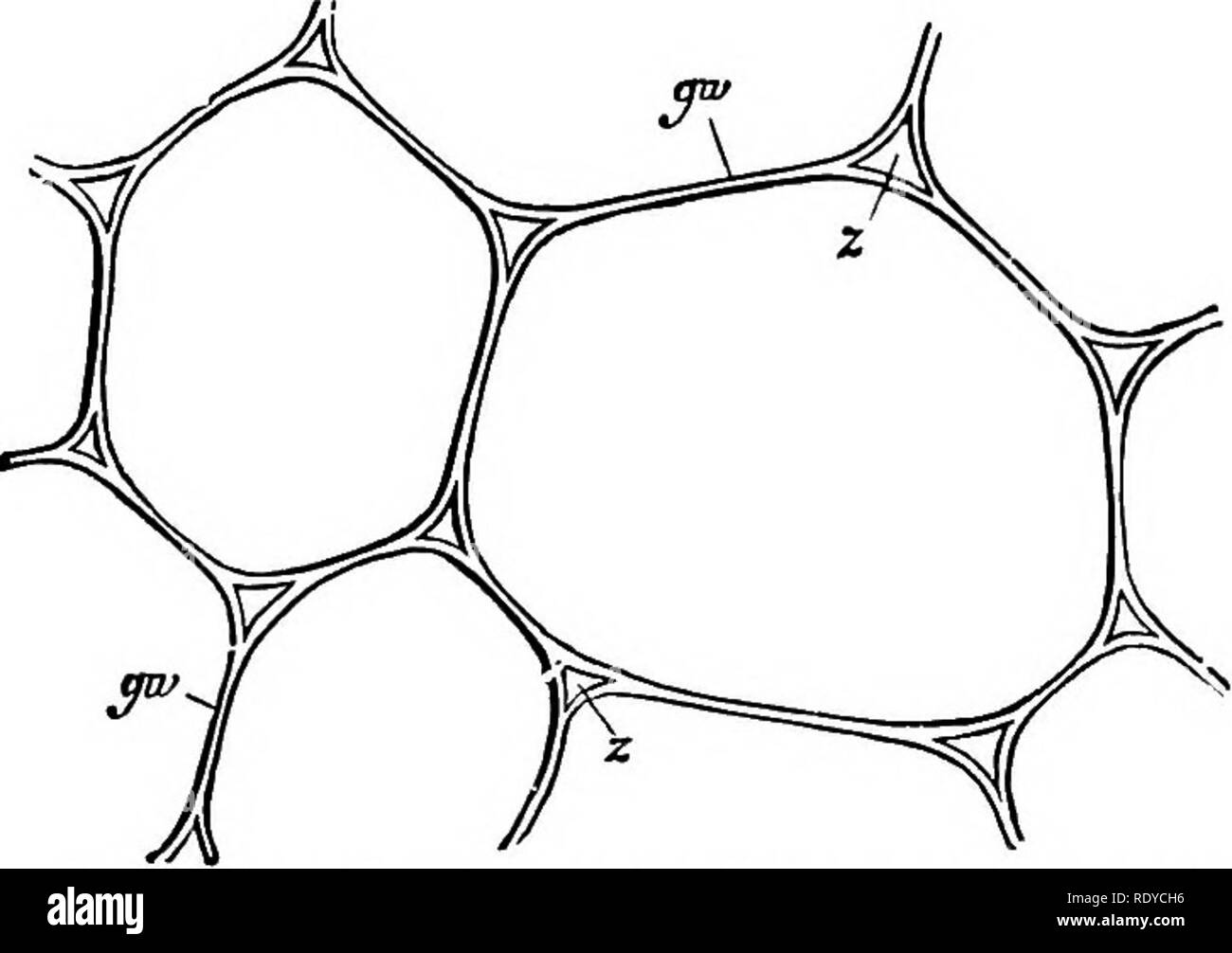 . Gli elementi essenziali della botanica. La botanica. 62 botanica. La loro vera natura può essere effettuata. Nella loro forma più semplice sono i piccoli spazi irregolari che appaiono durante la rapida crescita del parenchima-cellule (Fig. 40); da queste ai grandi canali regolari che sono comuni in molte acque- piante ci sono tutte le gradazioni intermedie.. La fio. 40.-un po' di tessuto molle del thepith dello stelo del mais Indiano; sezione trasversale, giu, semplice piastra di cellulosa, formando la partizione-muro tra due celle; 2, z, spazi intercellulari causato dalla suddivisione delle pareti durante la crescita rapida. Ingrandite 550 volte. Foto Stock
