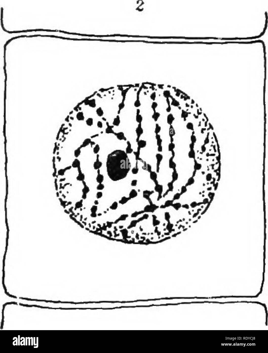 . La cellula vegetale, le sue modifiche e i processi vitali; un manuale per gli studenti. La fisiologia vegetale; Impianto anatomia; impianto di cellule e tessuti. Fig. 76. -1. Un QuiES( ENT cella da un crescente Root-punta. Il nucleo è situato centralmente nel citoplasma granulare e shoM's esternamente la membrana nucleare e internamente il chiaro plasm nucleare, linin la rete su cui sono visibili a intervalli la cromatina granuli e pochi karyosomes ; due nucleoli presenti. 2. La fase iniziale o la mitosi (inizio prophase). La cromatina granuli hanno aumentato di dimensioni e sono sempre disposti in forma di Foto Stock