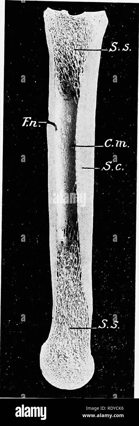 . L'anatomia di animali domestici . Anatomia Veterinaria. Struttura delle ossa 21 STRUTTURA DI OSSA' ossa consistono principalmente di tessuto osseo, ma considerati come organi essi presente ne^eT ^ """""^"P"'^' "^^"^^rane, chiamato il periosteo, il midollo, navi e ir.J^'' ^""^i*""*"! °^ ^°' "^"^^"^ '*^^^^^^^^ da "^mezzo di sezioni longitudinali e trasversali dei campioni che sono stati fatti macerare in modo da rimuovere la maggior parte ol la materia organica. Questi dati mostrano che l'osso è costituito da un guscio esterno di compatto denso sub- sta Foto Stock . L'anatomia di animali domestici . Anatomia Veterinaria. Struttura delle ossa 21 STRUTTURA DI OSSA' ossa consistono principalmente di tessuto osseo, ma considerati come organi essi presente ne^eT ^ """""^"P"'^' "^^"^^rane, chiamato il periosteo, il midollo, navi e ir.J^'' ^""^i*""*"! °^ ^°' "^"^^"^ '*^^^^^^^^ da "^mezzo di sezioni longitudinali e trasversali dei campioni che sono stati fatti macerare in modo da rimuovere la maggior parte ol la materia organica. Questi dati mostrano che l'osso è costituito da un guscio esterno di compatto denso sub- sta Foto Stock