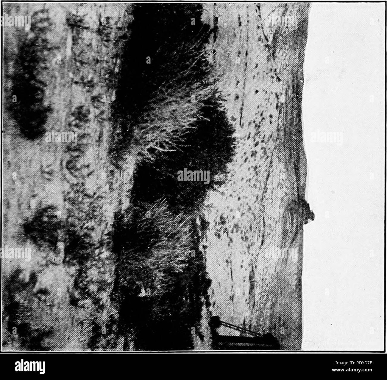 . Un manuale di piante velenose, principalmente nel Nord America orientale, con brevi note su economico e piante medicinali e numerose illustrazioni. Piante velenose. . Si prega di notare che queste immagini vengono estratte dalla pagina sottoposta a scansione di immagini che possono essere state migliorate digitalmente per la leggibilità - Colorazione e aspetto di queste illustrazioni potrebbero non perfettamente assomigliano al lavoro originale. Pammel, L. H. (Louis Hermann), 1862-1931. Cedar Rapids, Ia. , la torcia premere Foto Stock