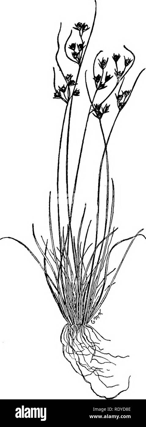 . Un manuale di piante velenose, principalmente nel Nord America orientale, con brevi note su economico e piante medicinali e numerose illustrazioni. Piante velenose. SPERMATOPHYTA-FARINOSAE 373. da alberi e da pino-apple (Ananas sativus), un ben noto frutto ora ampiamente coltivato in Florida; dal quale è stato isolato il enzima,, bromelin, un potente fermento in grado di digerire rapidamente vegetale ed animale albume. Essa agisce in presenza di acidi o di carbonati alcalini ed è correlato alla tripsina e pepsina. Nella stessa famiglia è il Pinguin (Bromelia Pinguin) o di pino selvatico-ap Foto Stock