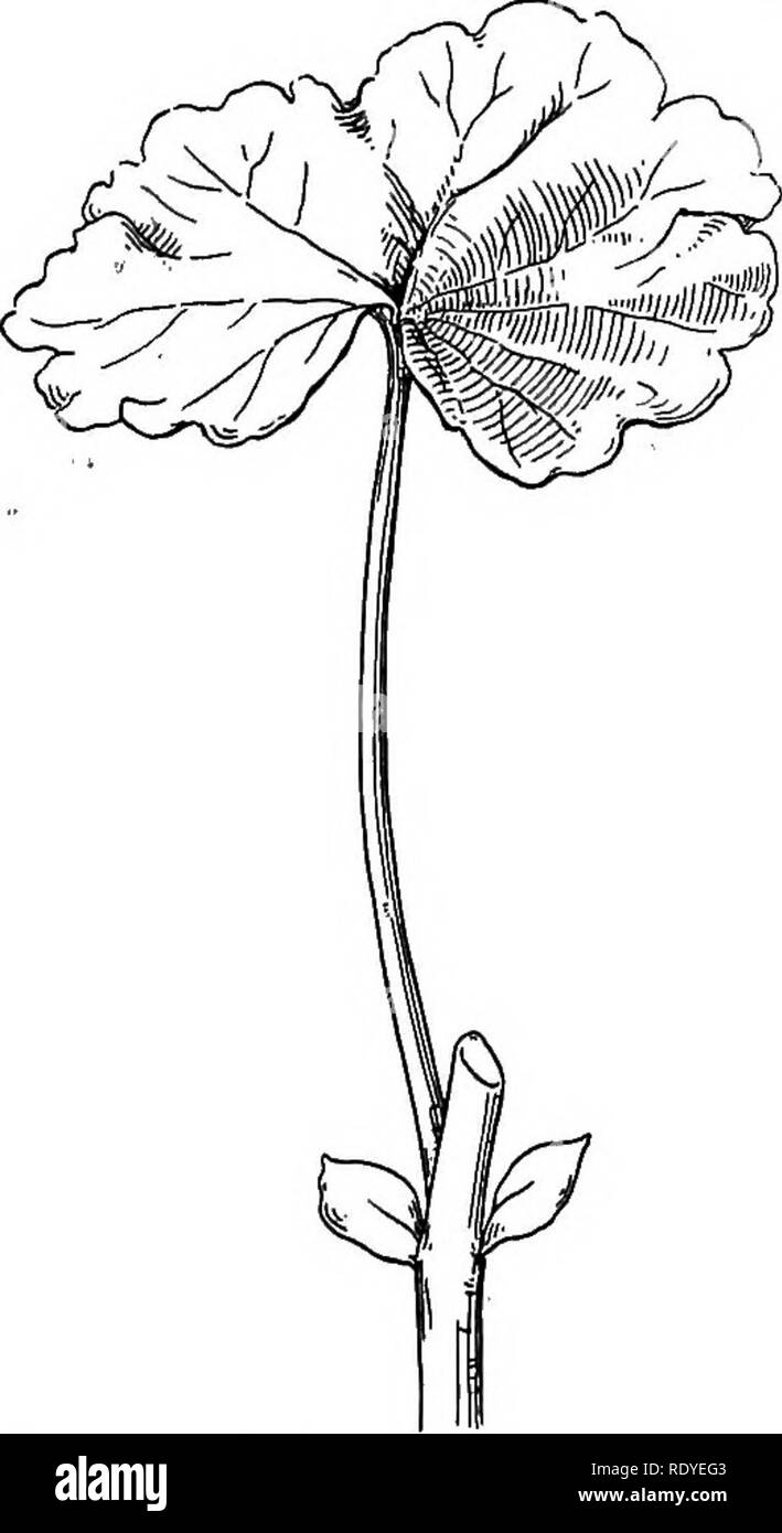 . La vita delle piante e impianto utilizza; un elementare textbook, una fondazione per lo studio dell'agricoltura, scienze domestiche o collegio botanica. La botanica. Caratteristiche esterne 207 altri invece hanno foglie di forma variabile che sono di scarso valore come mezzo di riconoscimento. La forma di una foglia dipende un buon affare, come è stato notato, dopo il carattere della sua venatura. Parallelamente venata di foglie tendono ad essere lunga e stretta; net-foglie venato tendono ad essere ovale. Lunga e nar- fila foglie, come erba, sono chiamati lineare. Lascia la cui forma si avvicina a quella di un ovale sono chiamati ovali. Come per il na Foto Stock