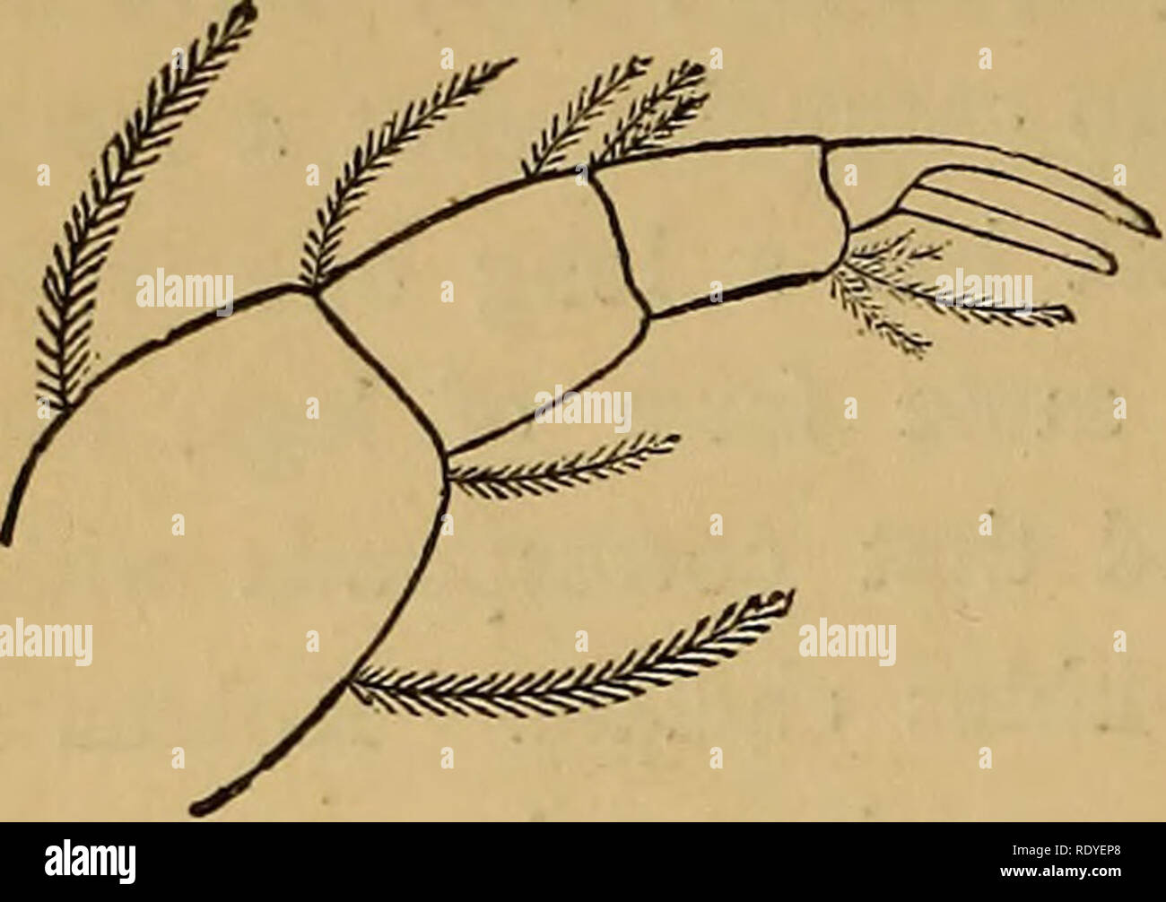 . Entomologia economica. Insetti Utili; pesti di insetto; Thysanura. 320 ARACHNOIDEA,. Caso dalla mandibole può essere un errore del disegnatore, prodotta dal tentativo di mostrare più chiaramente. Accettando quindi il Dott. Maddox di specie appartenenti al genere Otonyssus, e prendendo il suo le caratte-' ter come il vero e proprio quelle in cui esse sono positive e ignorando cha- racters non menzionato su entrambi Palpus di otonyssus stichoiasius. lato, wc trovare che la famiglia solo copiati da Kolenati's figura. mi • mi ,1 -t che possiede lo stesso le caratte- ter è il Sarcoptidae. La cinque-gambe snodate, tre con giunture di testa Foto Stock