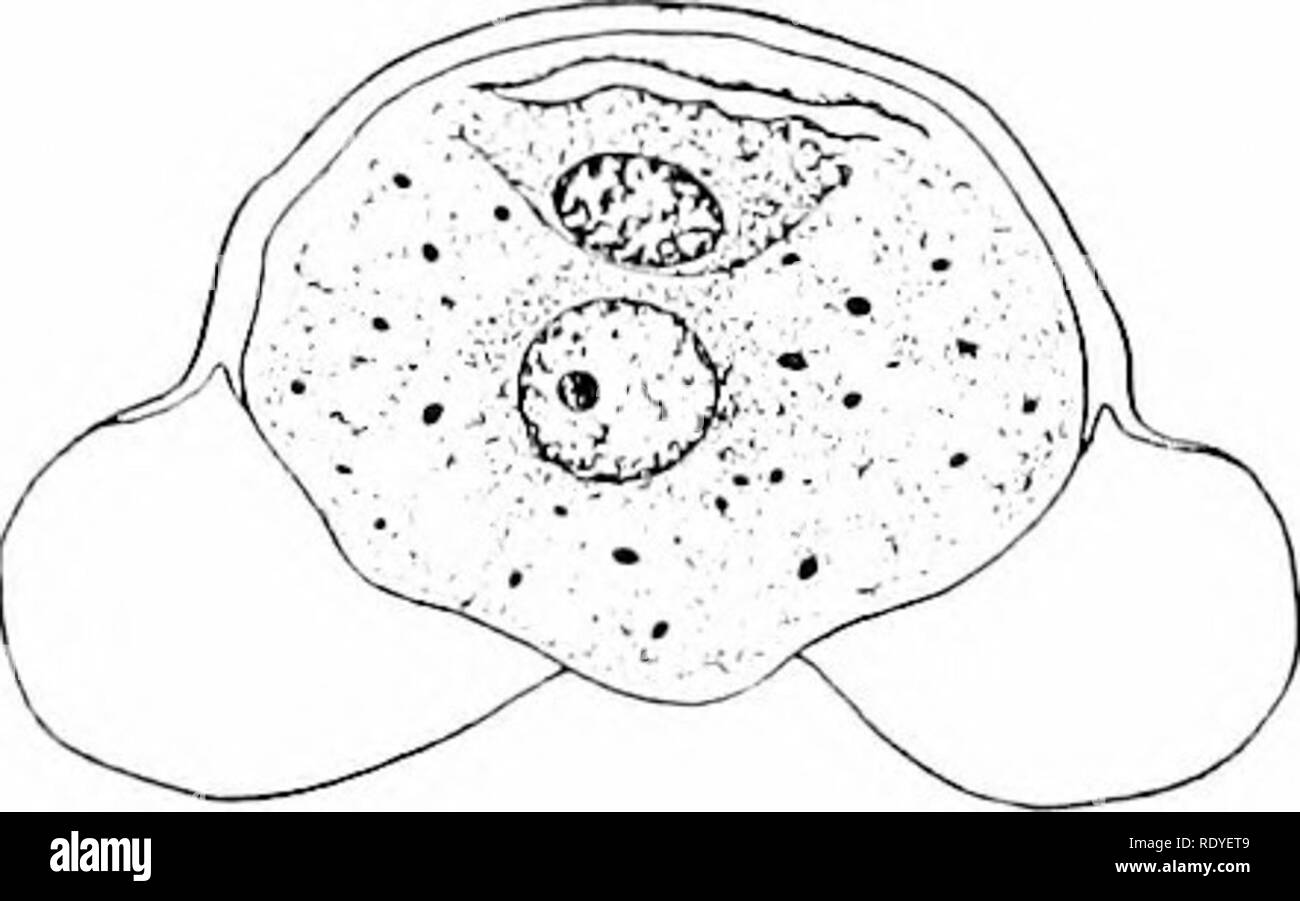 . Un libro di botanica per scuole e università ... La botanica. Sl'Erma'I'Ol'IlVnvS 22 1 tutte le tracce di (egli mcsarcli sln.u;lurc liac disapj)curato, c-cii da llic colylccloiis. Piastrella lea"cs variano da sottili aghi (fig. 4S6) a grandi pale e con- crescent dischi. Quando il Ijlades sono ampi, trasversalmente eloTigated cellule mesophyll ajjpear. Strobilus Staminate. - La staminate. Fto. 48Q. - L'alato e casolare- ding granello di polline di pino, contenente Strobilus (fig. 4S7) è costituito da Sljo- ^'" o^^""'-^' ""^ce del maschio gameto- phvte.-Dopo Coulter e Cham- rophylls (sta Foto Stock