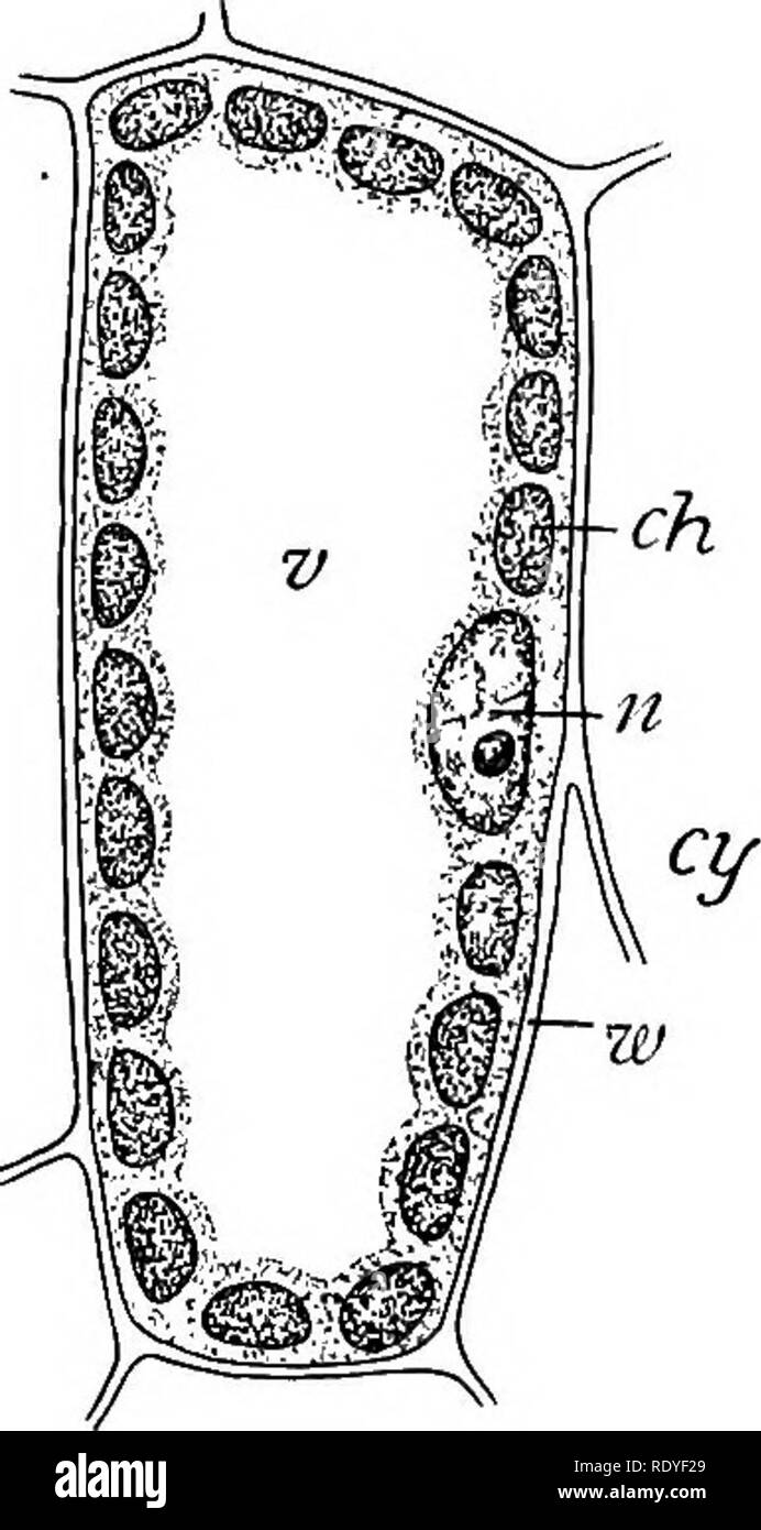 . La vita delle piante e impianto utilizza; un elementare textbook, una fondazione per lo studio dell'agricoltura, scienze domestiche o collegio botanica. La botanica. Cellule e protoplasma 73 vivi, qualunque sia la sua natura può essere, è chiamato protoplasma. Se in piante o animali, se attivo, come in un crescendo di foglia, o dormienti, come nell'embrione di un seme, se in una massa incoerente sul deca3dng legno o al lavoro nel cervello dell'uomo più saggio, questo Life stuff è chiamato protoplasma. Se avessimo saputo che i suoi segreti, dovremmo conoscere i segreti della vita fisica. Tutte le altre parti dei corpi viventi servire; esso manu- factures e li utilizza Foto Stock