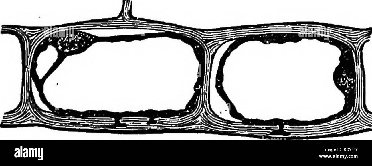 . La fisiologia vegetale. La fisiologia vegetale. Fig. 156.-Viticci di ampelopsis heterifolia. A destra un giovane viticcio, con punte rigonfiato; a sinistra, uno vecchio con dischi aderente, causata dal contatto con la parete a spirale e la parte basale. (Dopo Pringsheim.). A B Fig. 157.-A, le cellule epidermiche da viticcio di Cucumis sativus, mostrando protoplasma- riempito box nelle pareti esterne (contatto papillee). (Dopo Pfeffer.) B. papille a contatto delle pareti esterne della epidermide viticcio di cucurbita pepo (zucca). (.Dopo Haberlandt.) Ha chiamato circumnutation) è la fondamentale, filogeneticamente semplice sposta- mento da Foto Stock