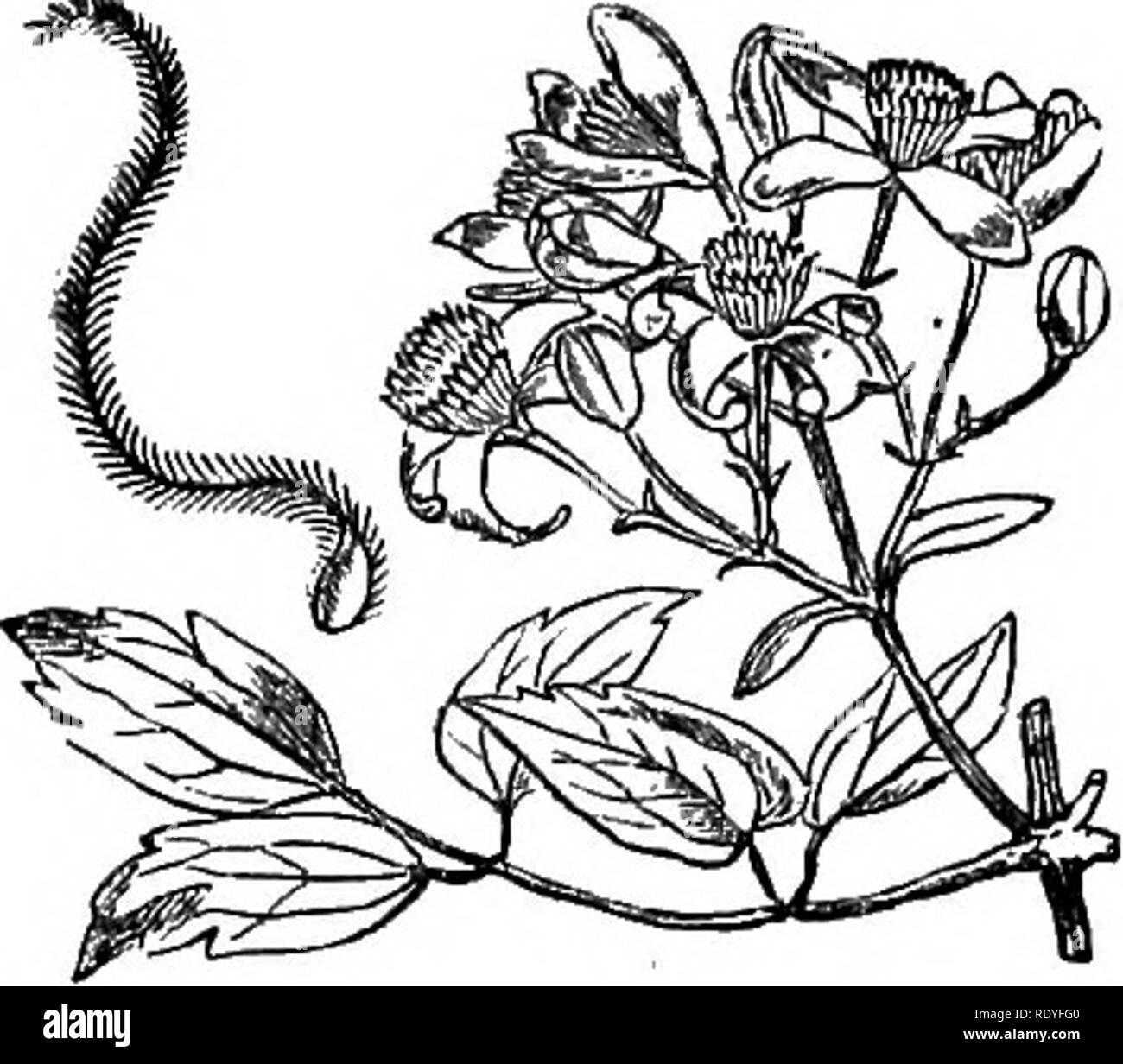 . Le illustrazioni della flora britannica: una serie di incisioni in legno, con le dissezioni, britannica di piante. La botanica; Botanica. . Si prega di notare che queste immagini vengono estratte dalla pagina sottoposta a scansione di immagini che possono essere state migliorate digitalmente per la leggibilità - Colorazione e aspetto di queste illustrazioni potrebbero non perfettamente assomigliano al lavoro originale. Fitch, W. H. (Walter Hood), 1817-1892; Smith, Worthington George, 1835-1917; Bentham, George, 1800-1884. Handbook of British flora. Londra, L. Reeve &AMP; Co. Foto Stock