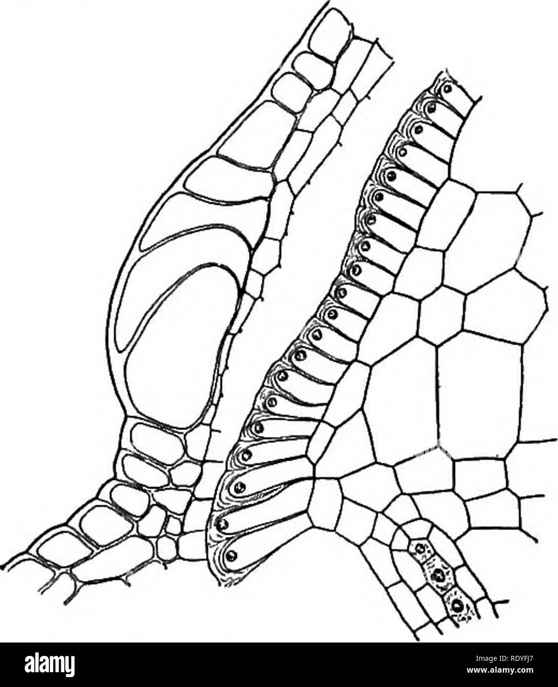 . Un libro di botanica per scuole e università ... La botanica. Fig. 263. - Vero moss: a una sezione longitudinale attraverso una coppia di capsula, mostra- ing opercolo, peristome, Columella, tessuto sporigeno, complesso parete della capsula (cospicua in cui è l'aria-camera regione), e le apofisi (la regione tra la seta e il fondo dell'aria-camera regione). Fig. 264. - Vero moss: struttura dell'opercolo in sezione longitudinale; grandi cellule epidermiche nella riga appartengono a corona; all'interno sono le pareti di addensamento (ombreggiata) di uno strato di amphithe- cial cella, per formare il peristome, che è anc Foto Stock