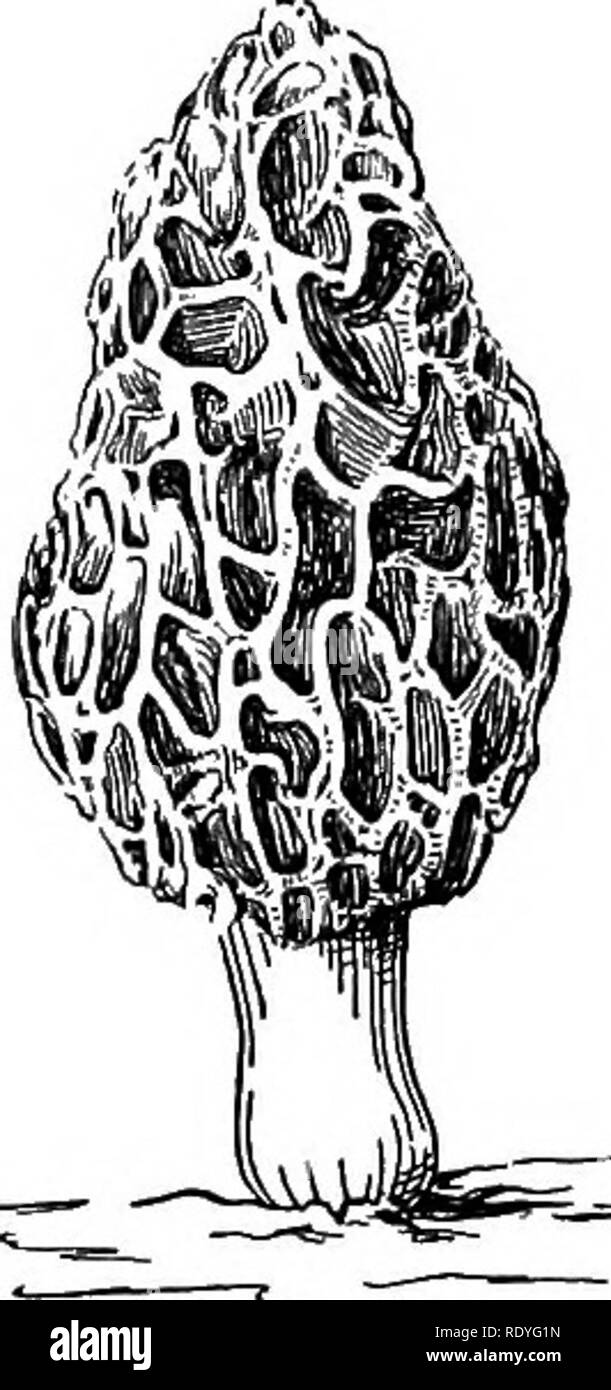 . Un libro di botanica per scuole e università ... La botanica. THALLOPHYTES 71 che riproducono mediante rapida germogliando, formando il germoglio diains (figg. 168- 172). Quando viene coltivato sotto certe condizioni, quattro interni le spore sono formate, e questo è il solo ascomiceti collegamento (fig. 173). Se il collegamento è una vera, la cellula di lievito in certe condizioni diventa un Arcus. La grande importanza economica del gruppo in fermentazione alcolica è ben noto (vedi parte II, p. 409). Il gruppo Protoascales, tuttavia, si basa su un paio di moduli con un vero micelio, che altrimenti sono circa come un semplice Foto Stock